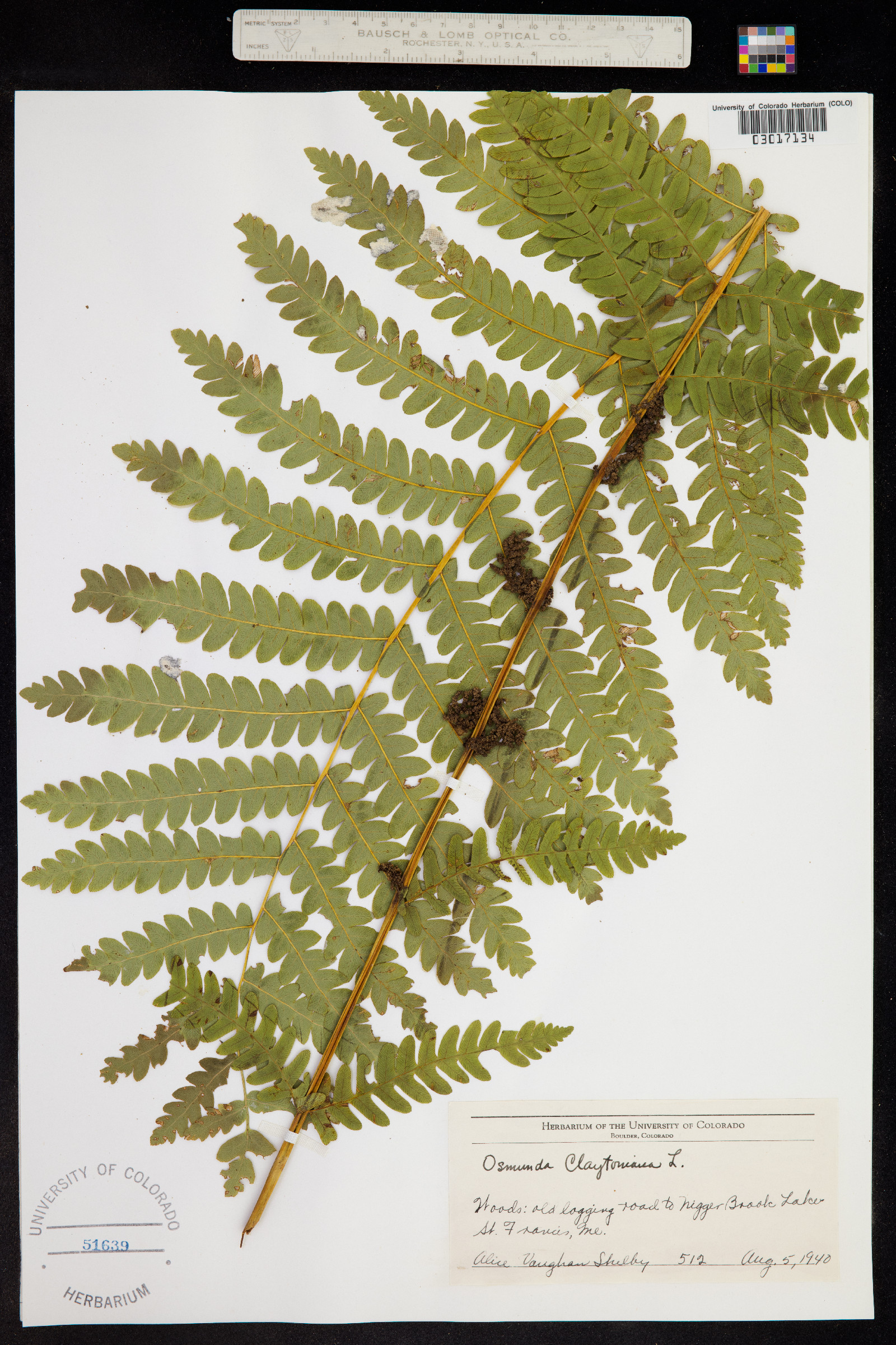 Osmunda claytoniana image