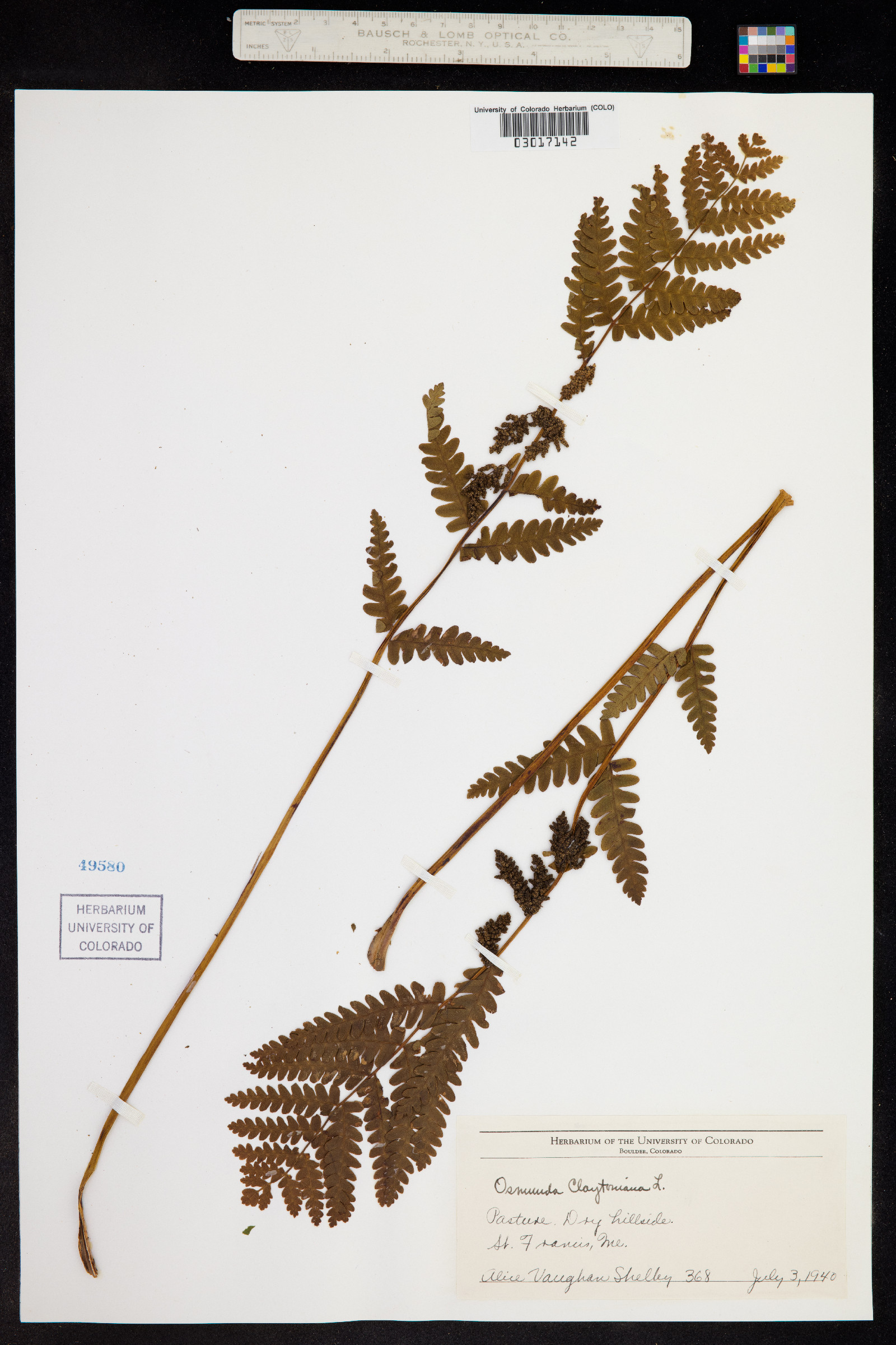 Osmunda claytoniana image