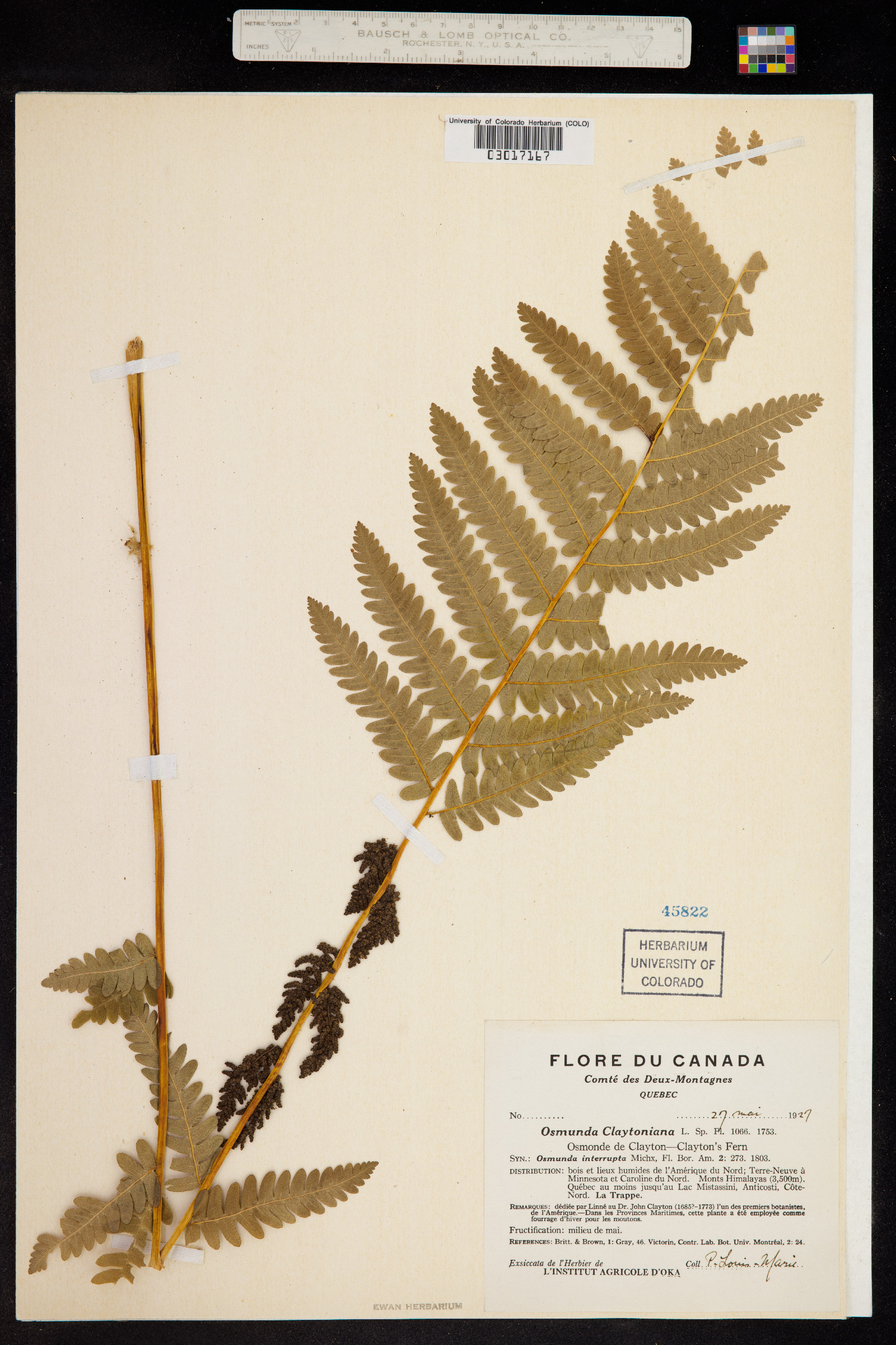 Osmunda claytoniana image