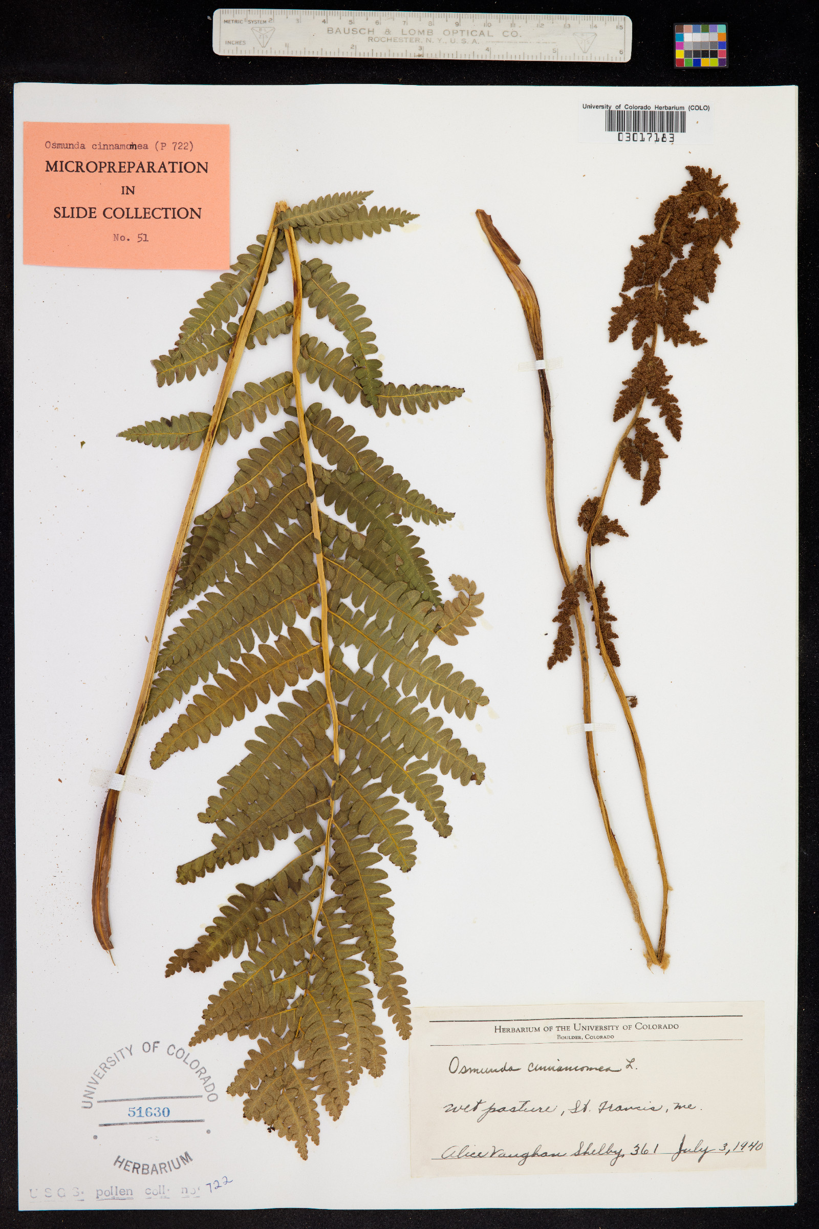 Osmundastrum cinnamomea image