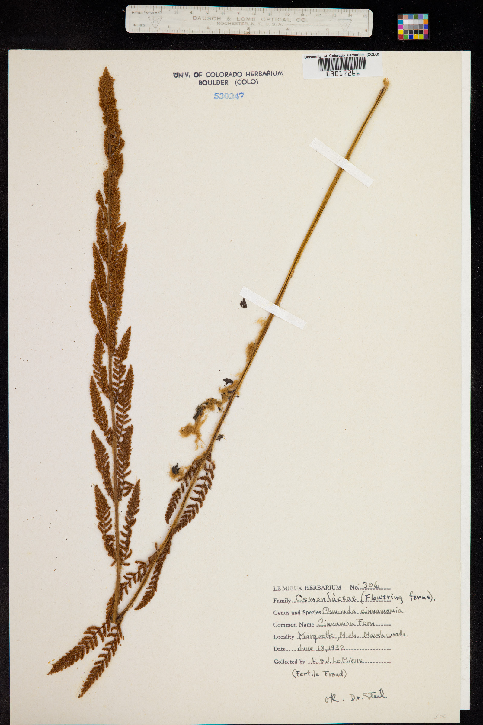 Osmundastrum cinnamomea image