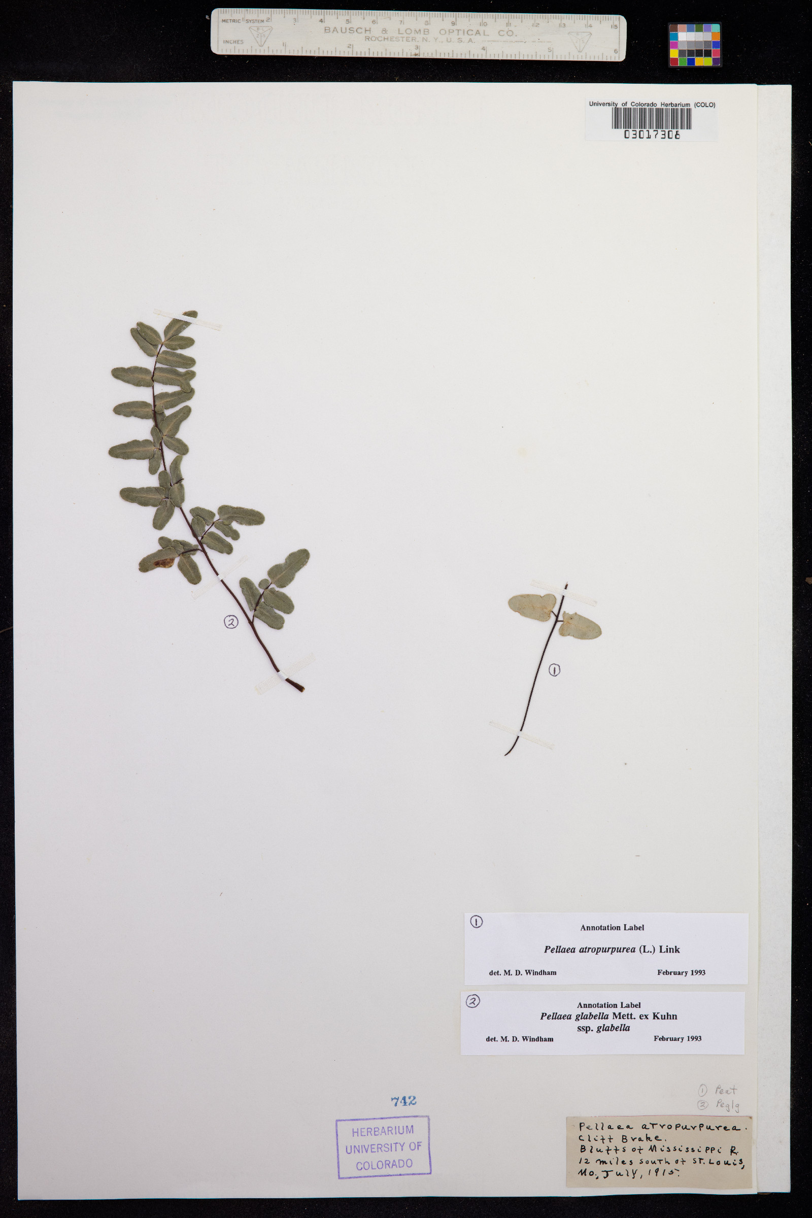 Pellaea atropurpurea image