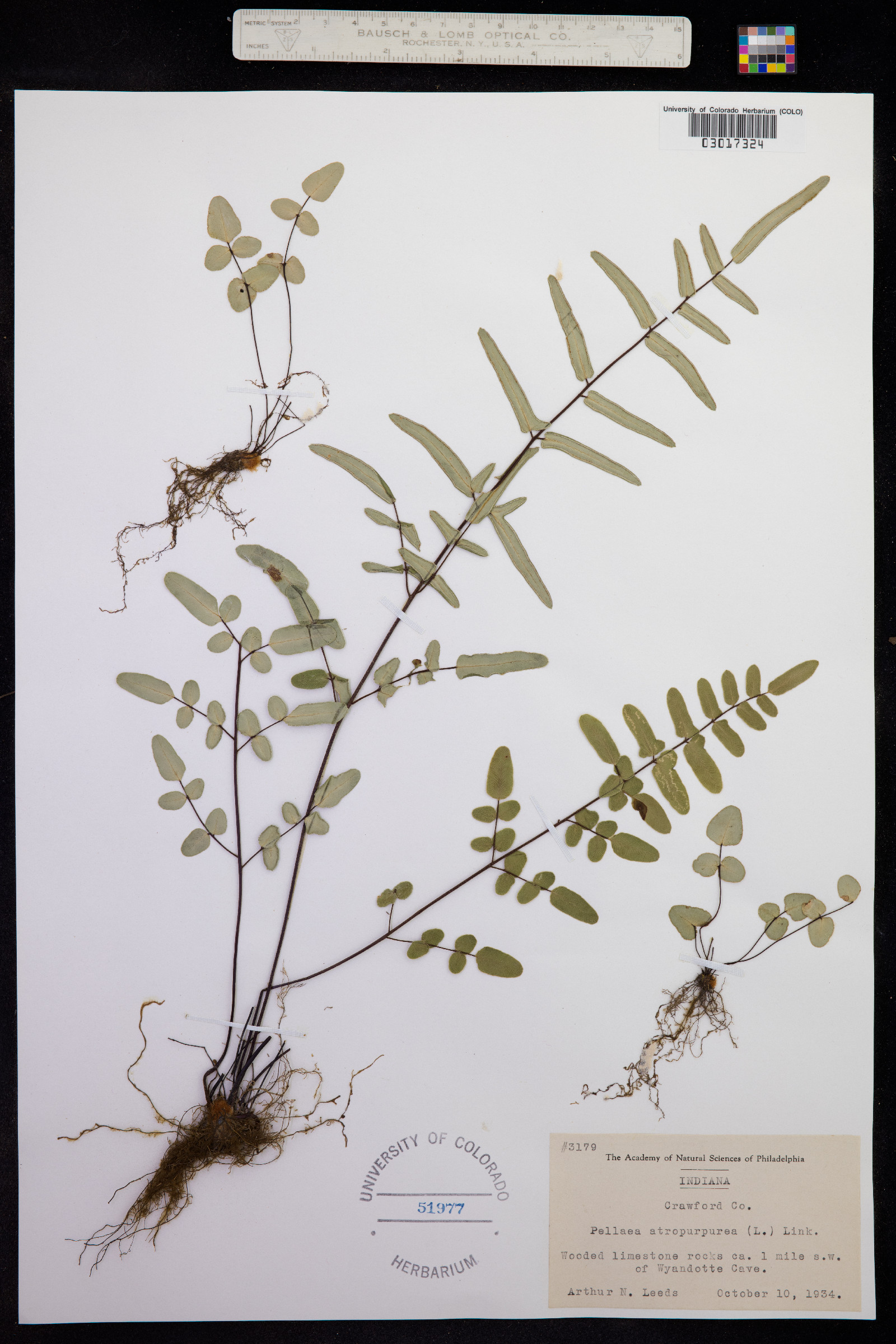 Pellaea atropurpurea image