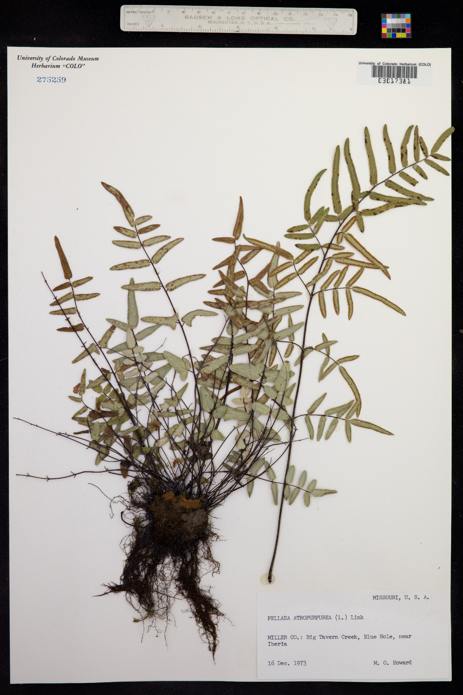 Pellaea atropurpurea image