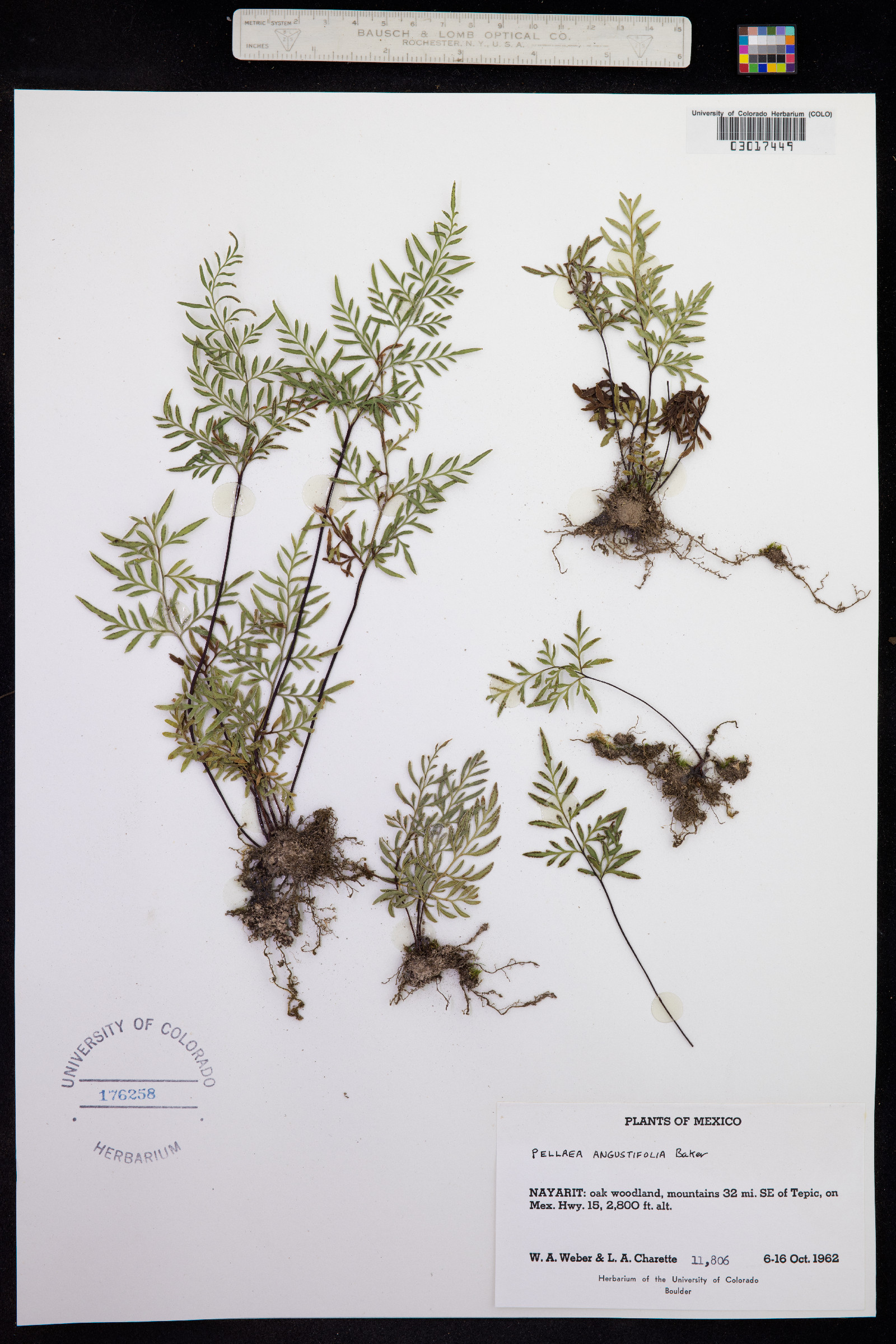 Gaga angustifolia image