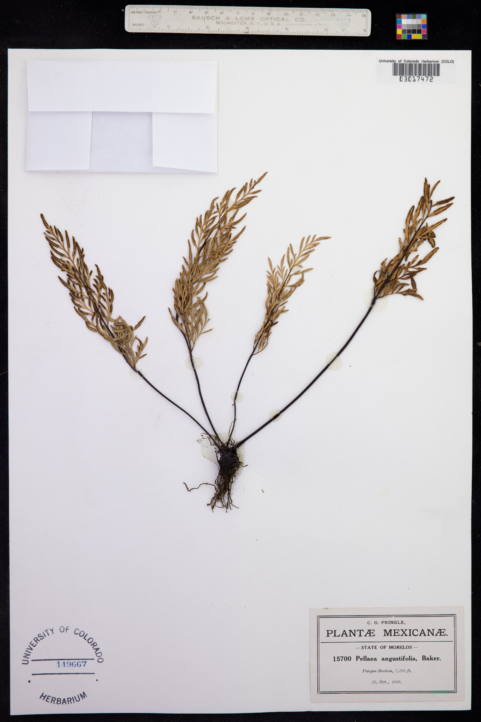 Gaga angustifolia image