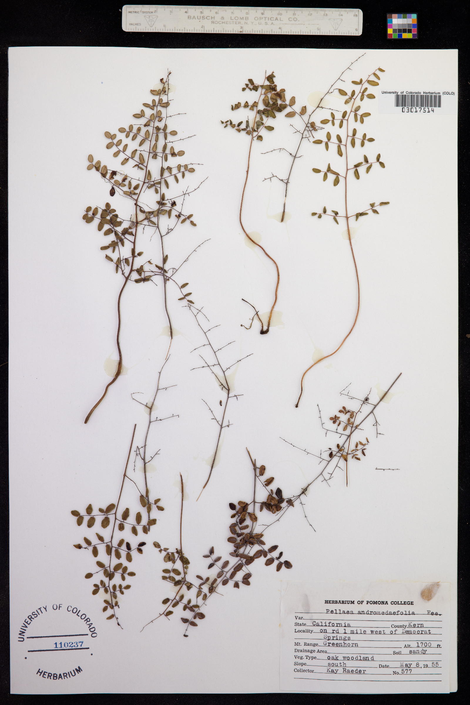 Pellaea andromedifolia image