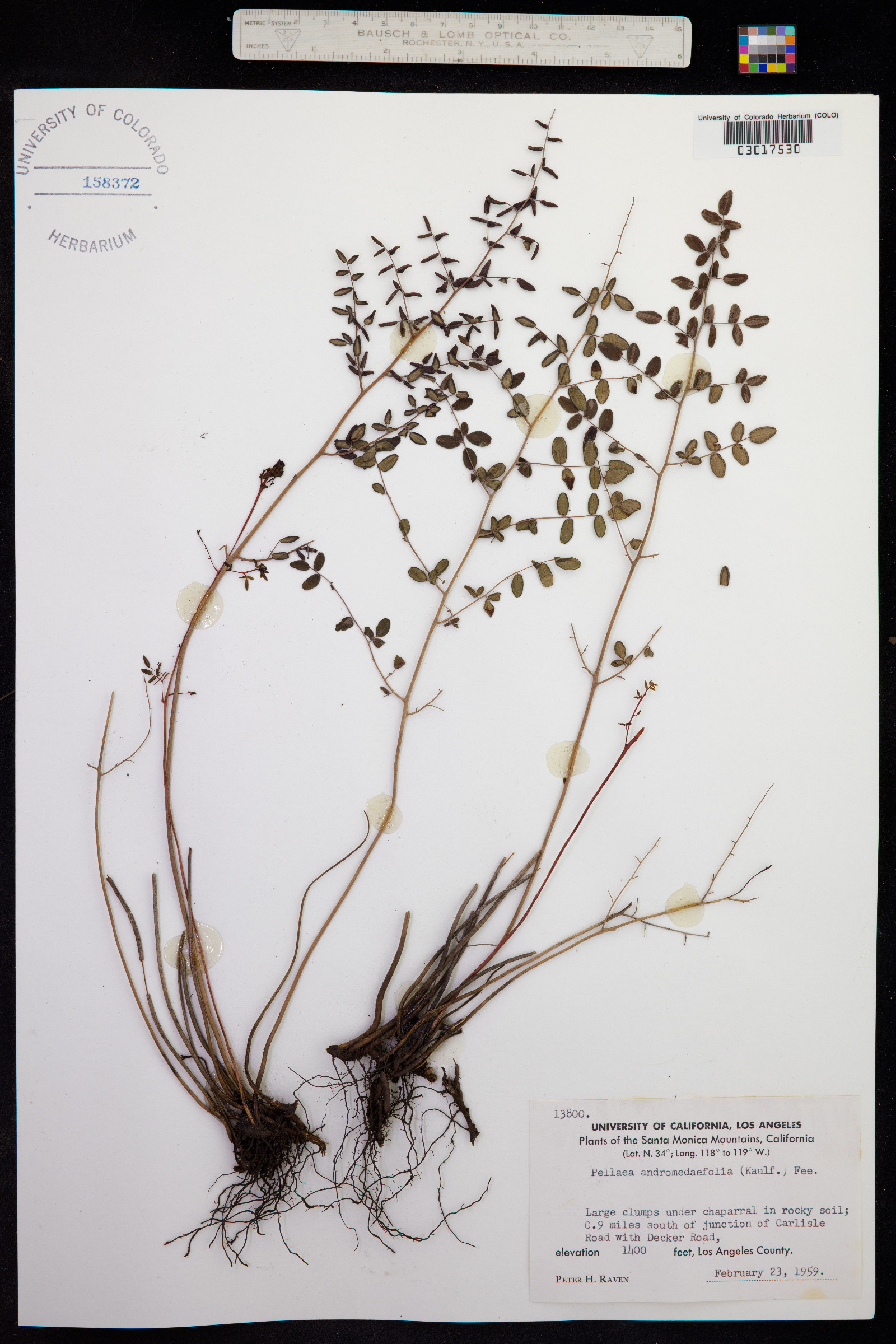 Pellaea andromedifolia image