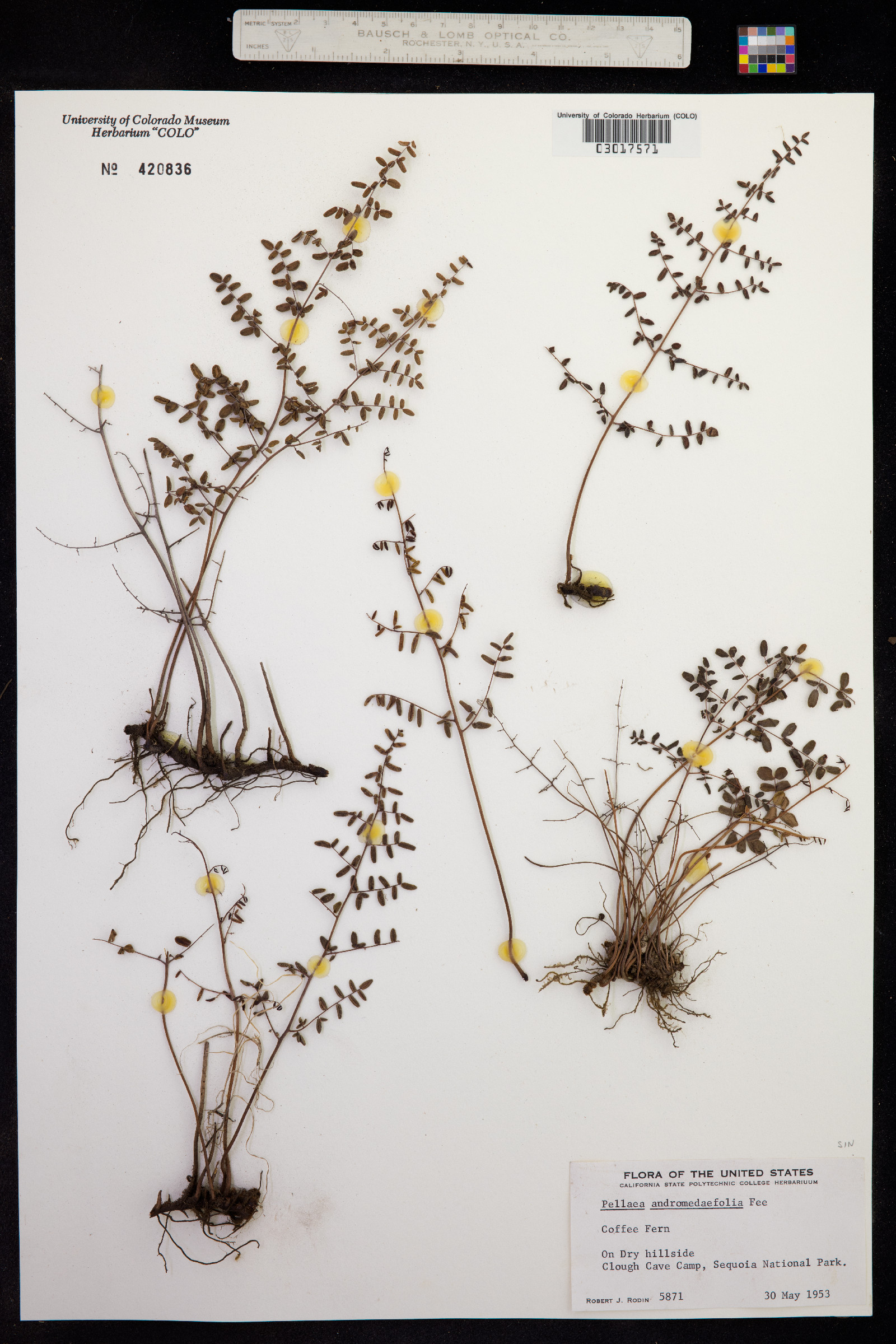 Pellaea andromedifolia image