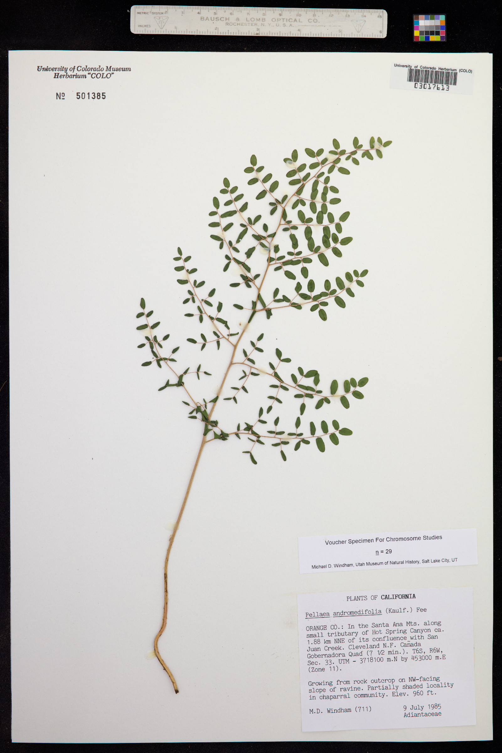 Pellaea andromedifolia image