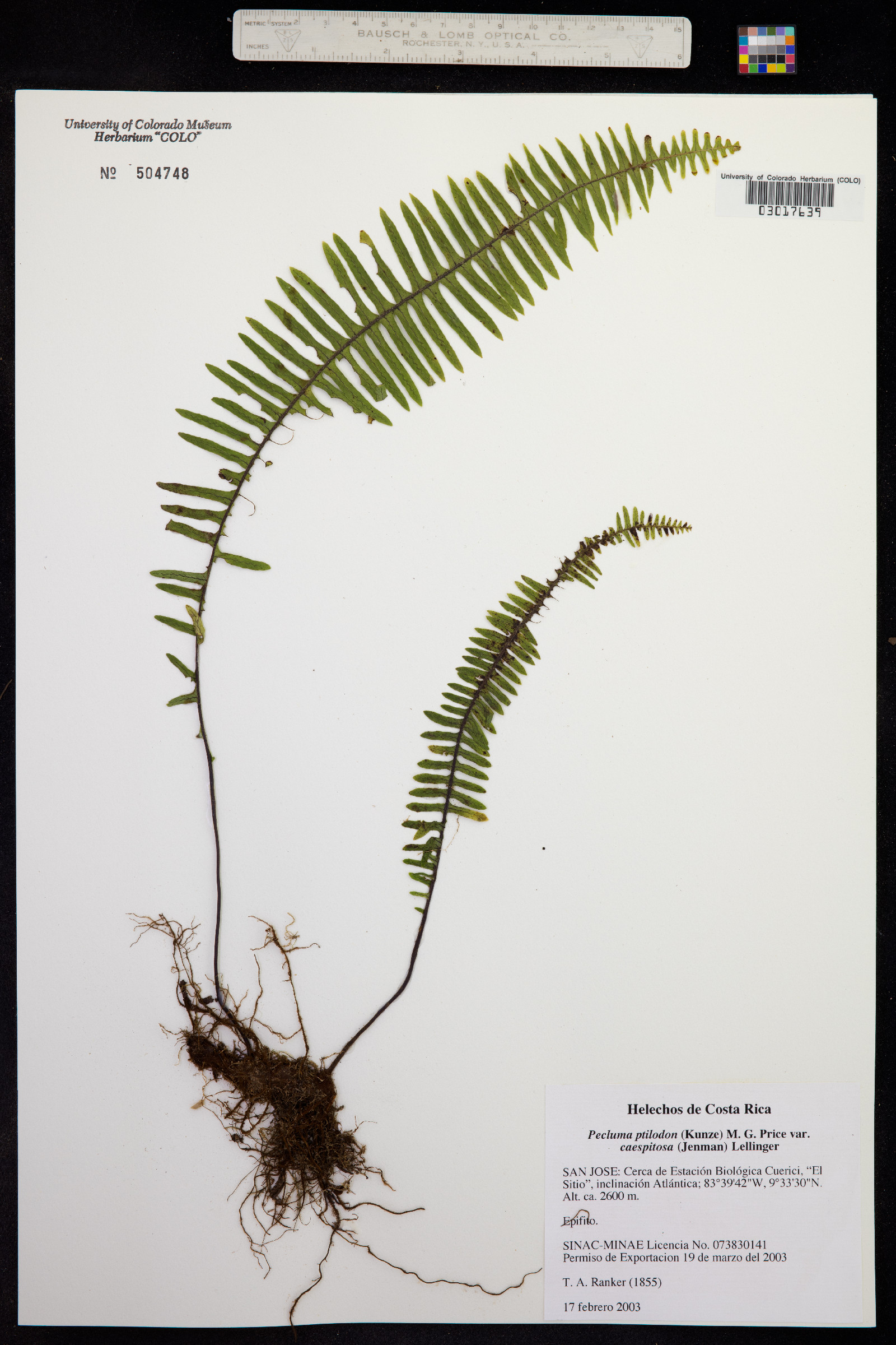 Pecluma ptilodon subsp. caespitosum image
