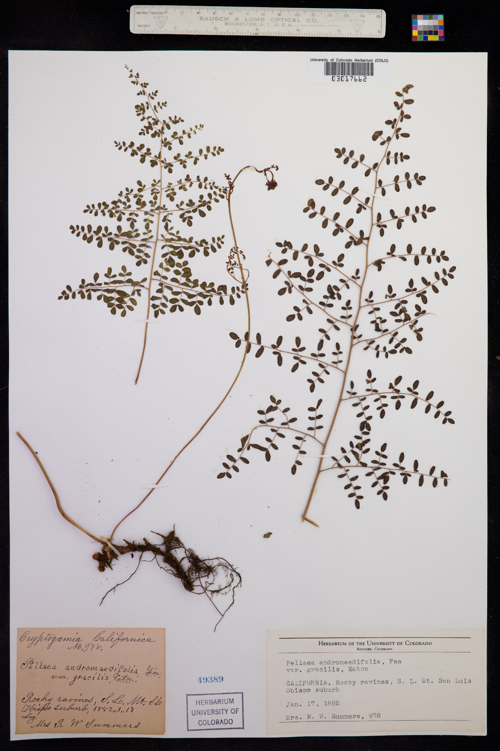 Pellaea andromedifolia image