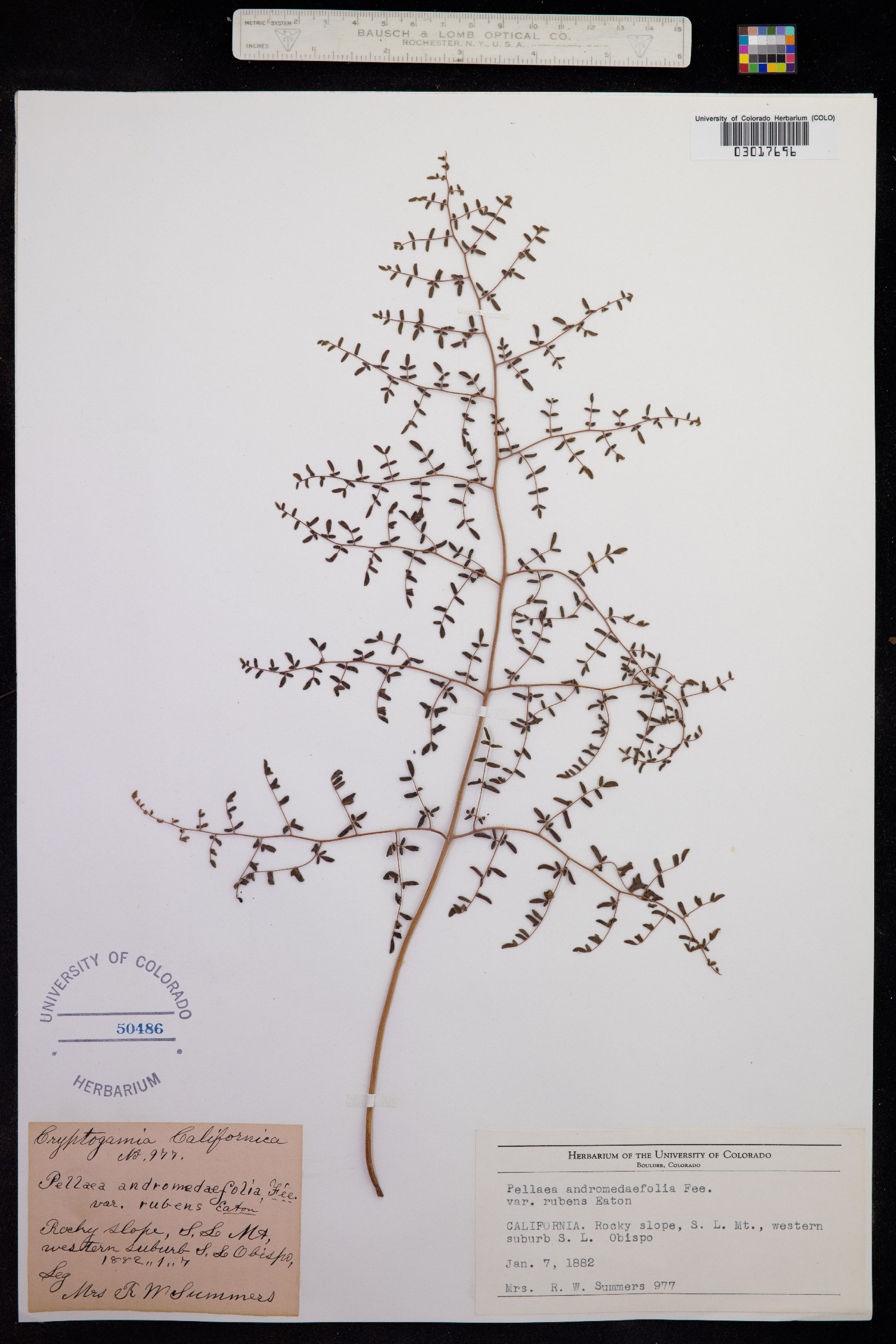 Pellaea andromedifolia image