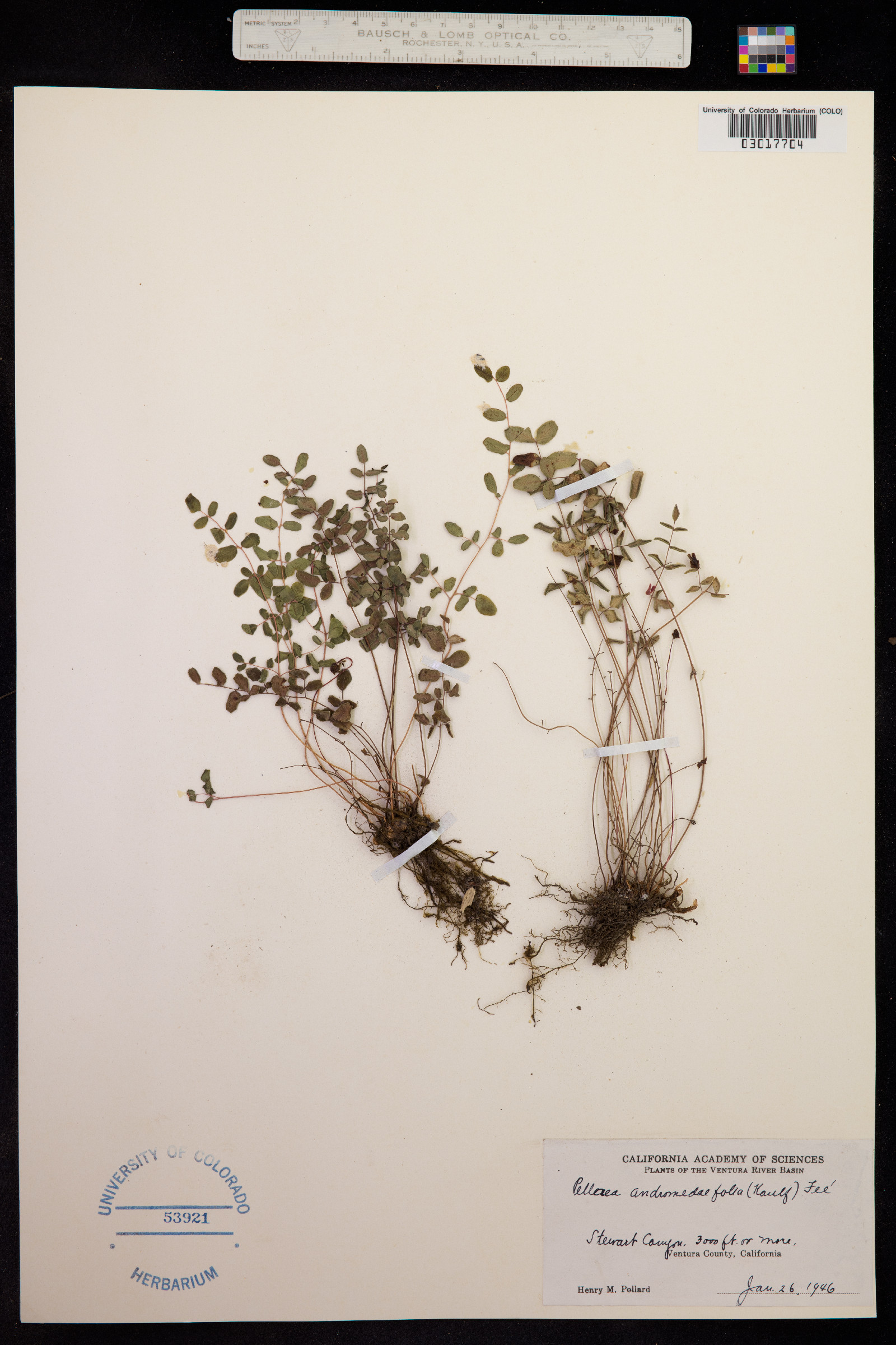 Pellaea andromedifolia image