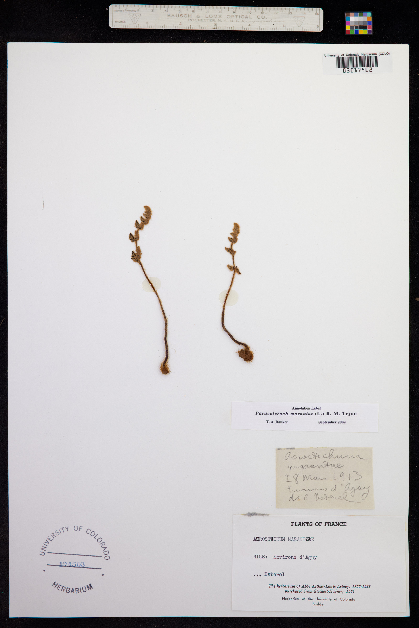 Paragymnopteris marantae image