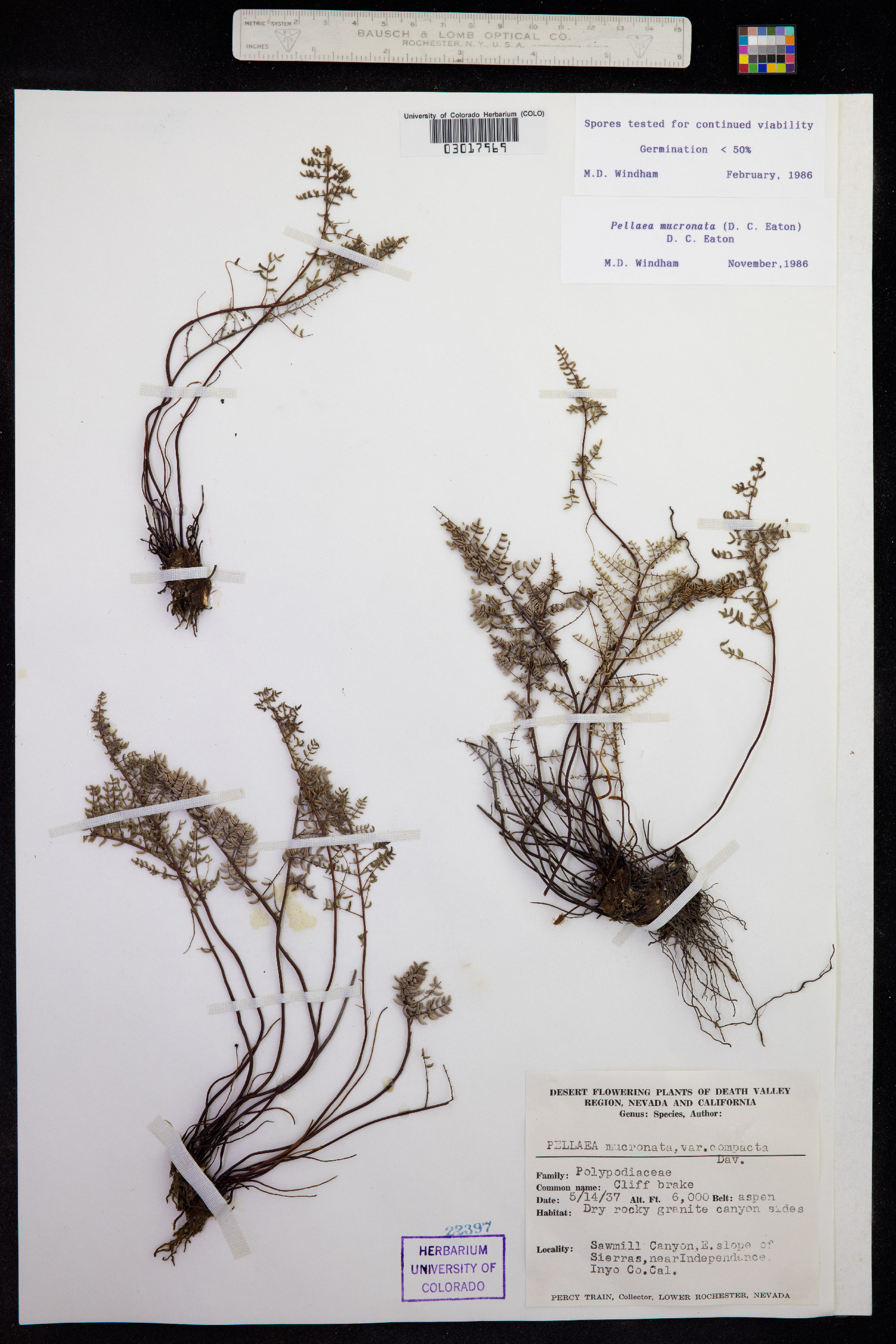 Pellaea mucronata image