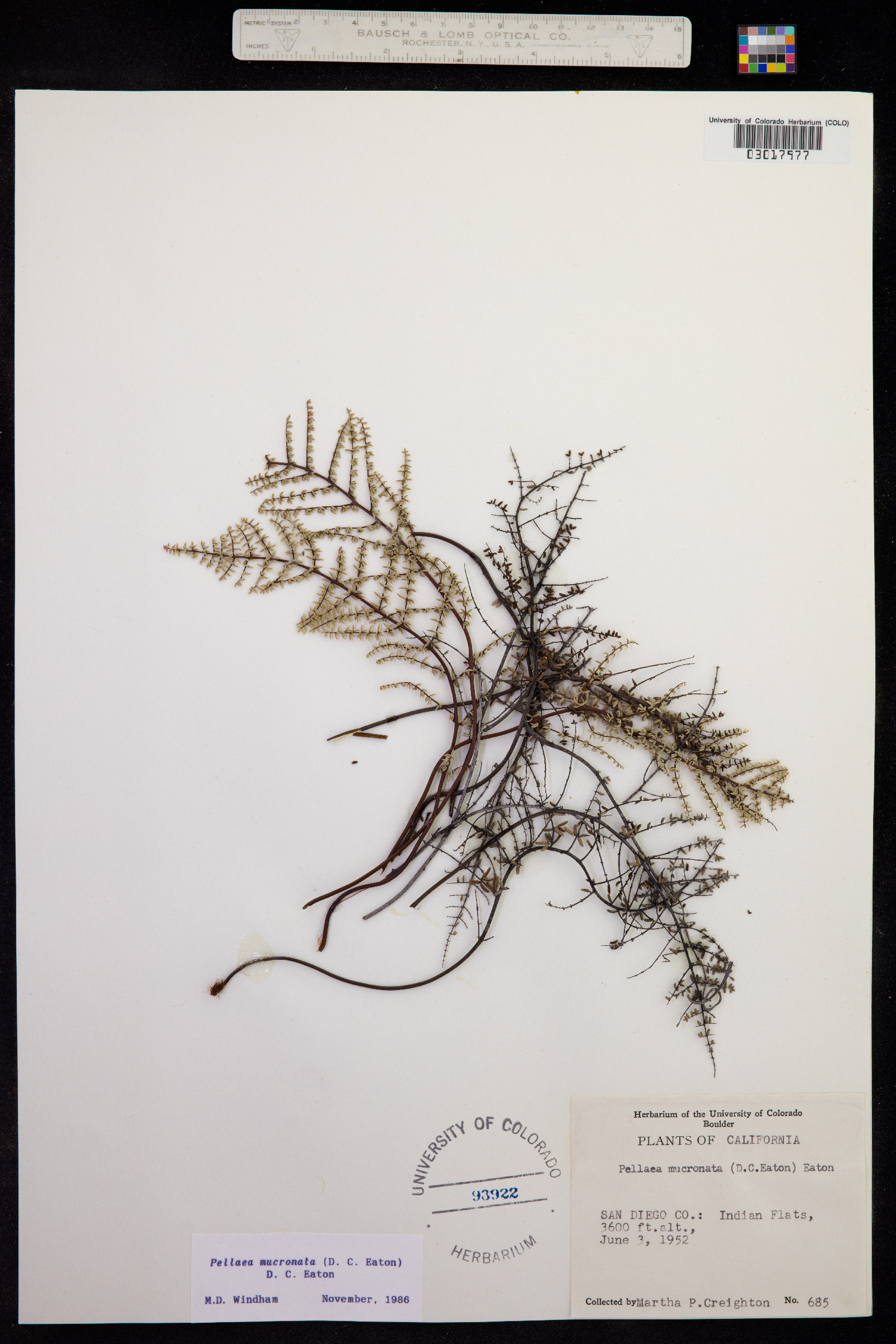 Pellaea mucronata image