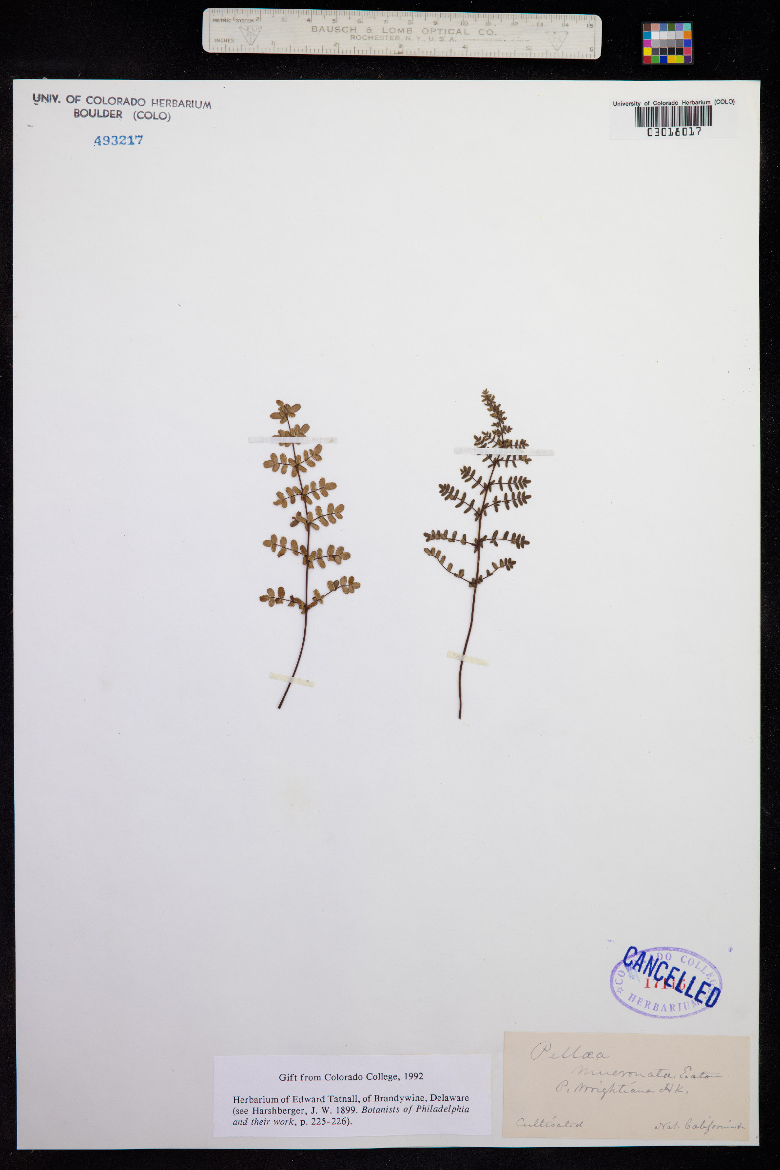 Pellaea mucronata image