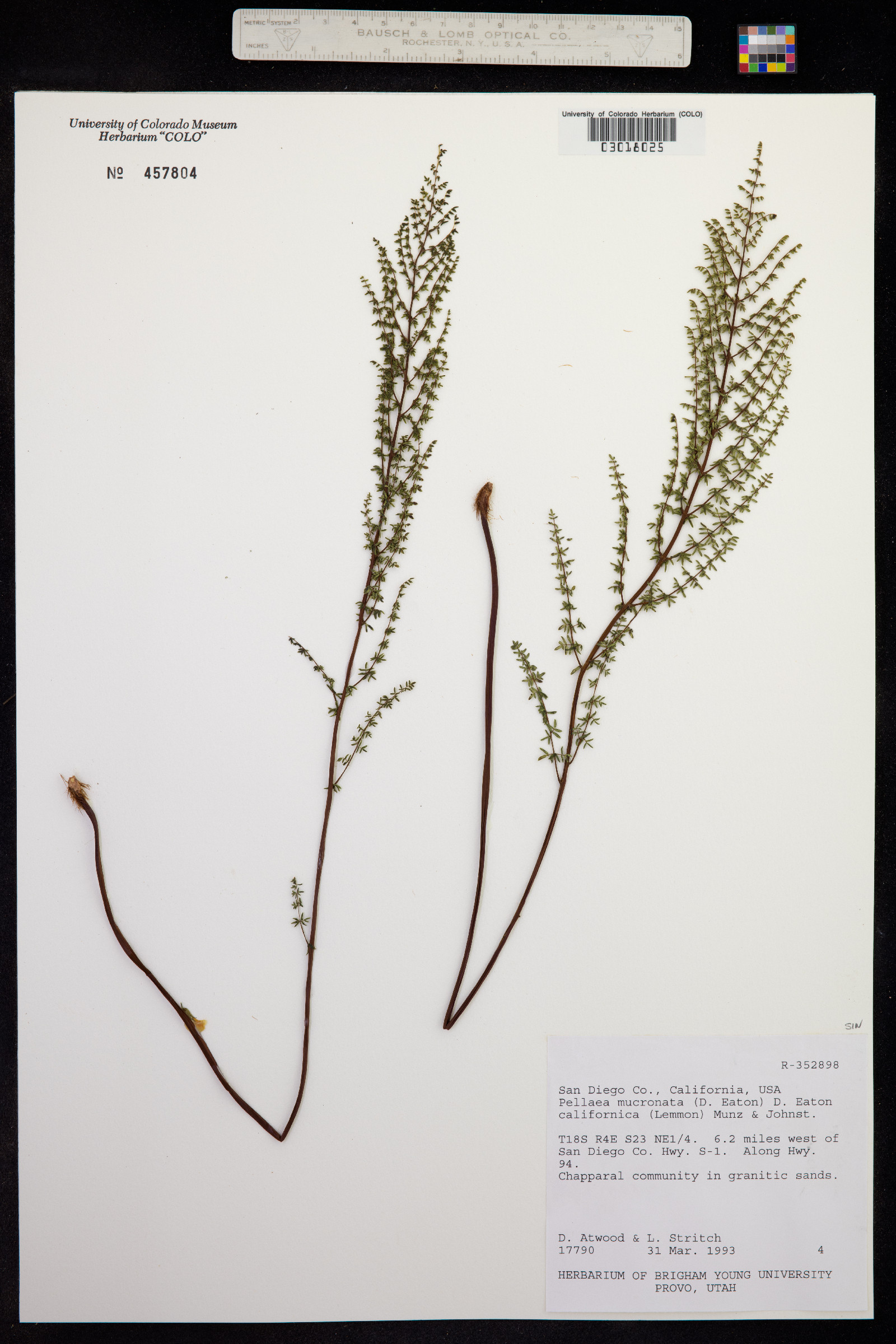Pellaea mucronata image