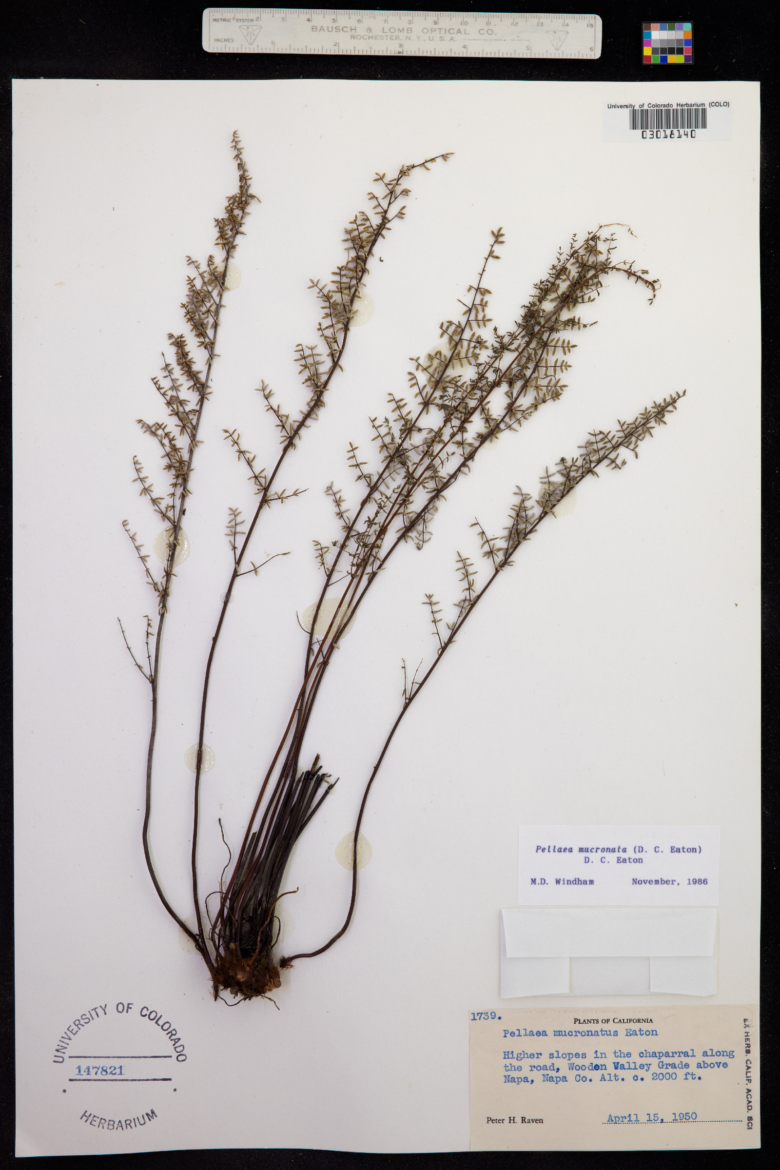 Pellaea mucronata image