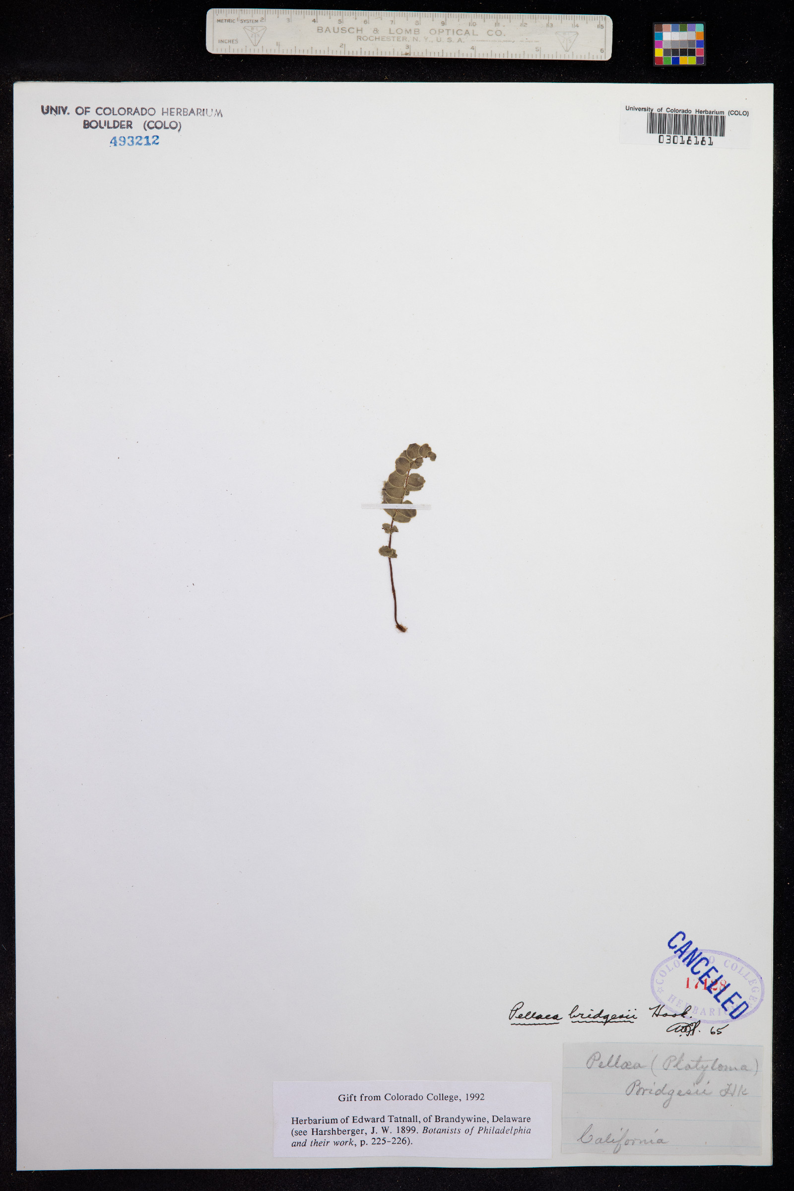 Pellaea bridgesii image