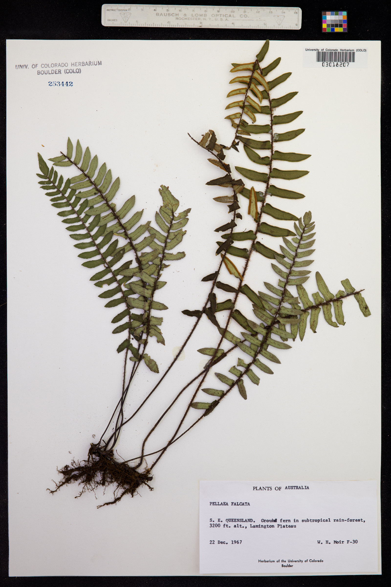 Pellaea falcata image