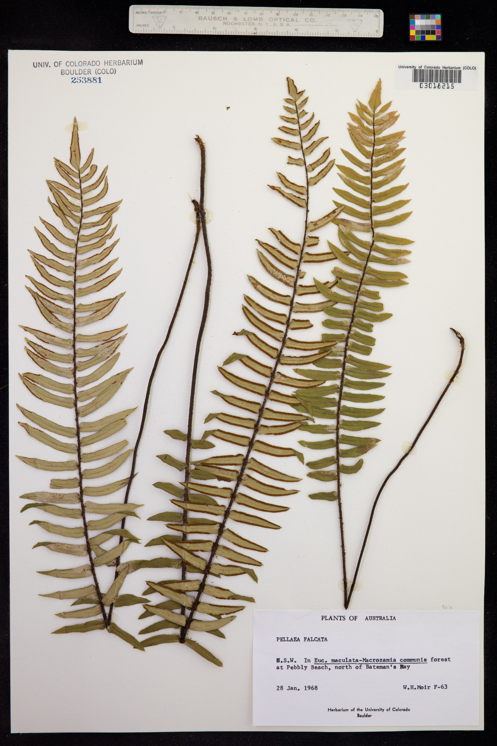 Pellaea falcata image