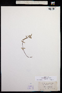 Pellaea glabella image