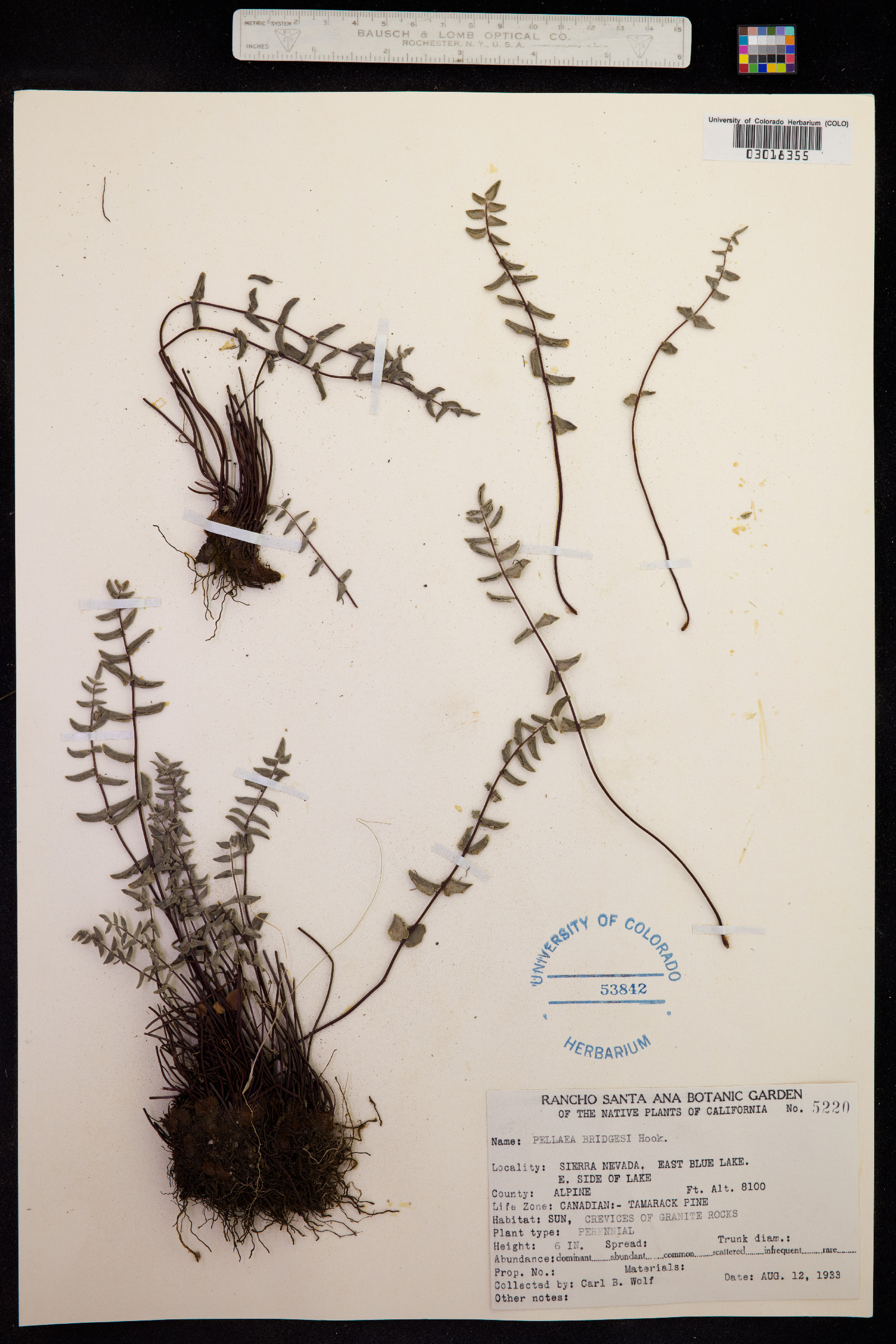 Pellaea bridgesii image