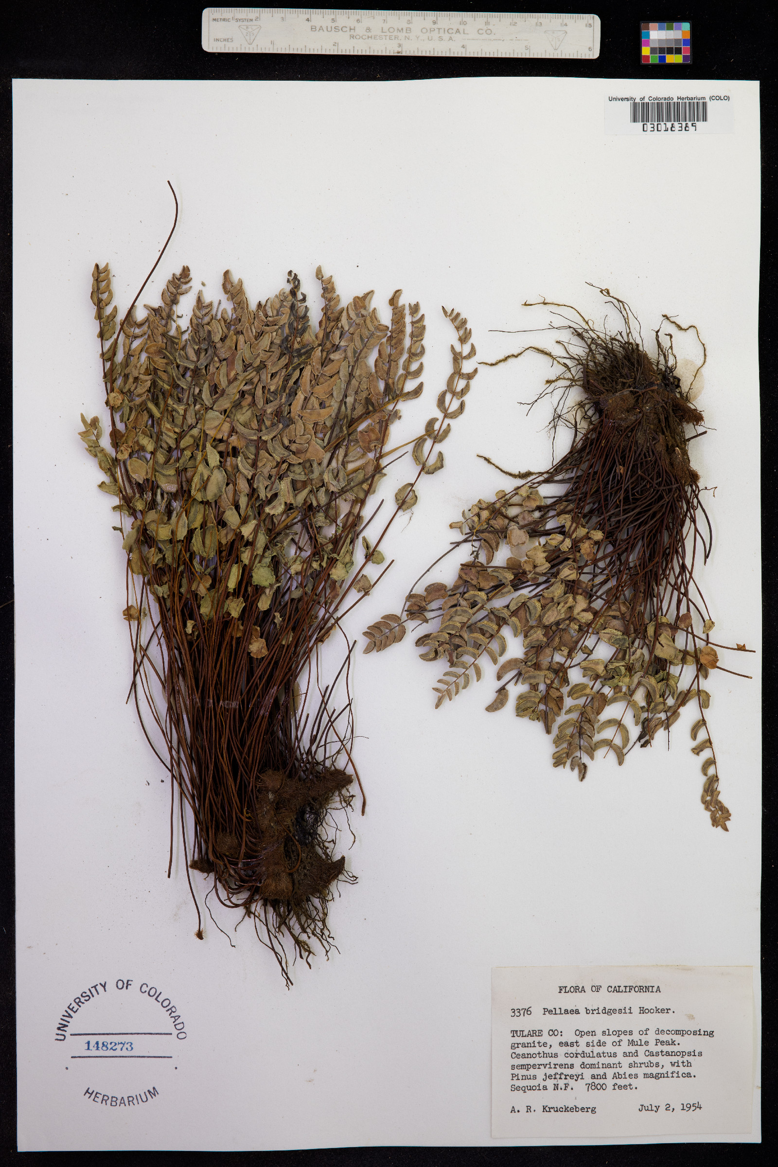 Pellaea bridgesii image