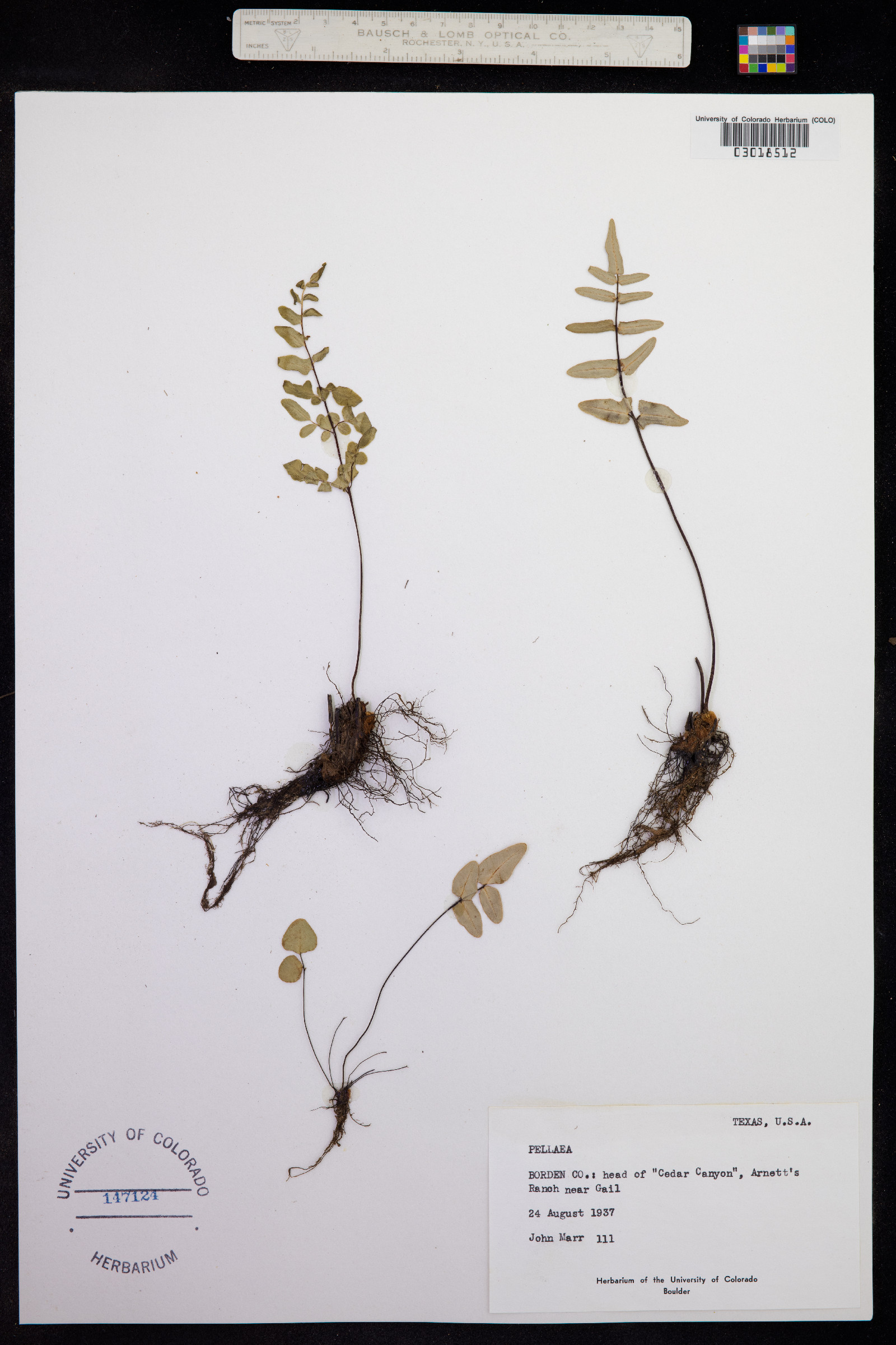 Pellaea atropurpurea image