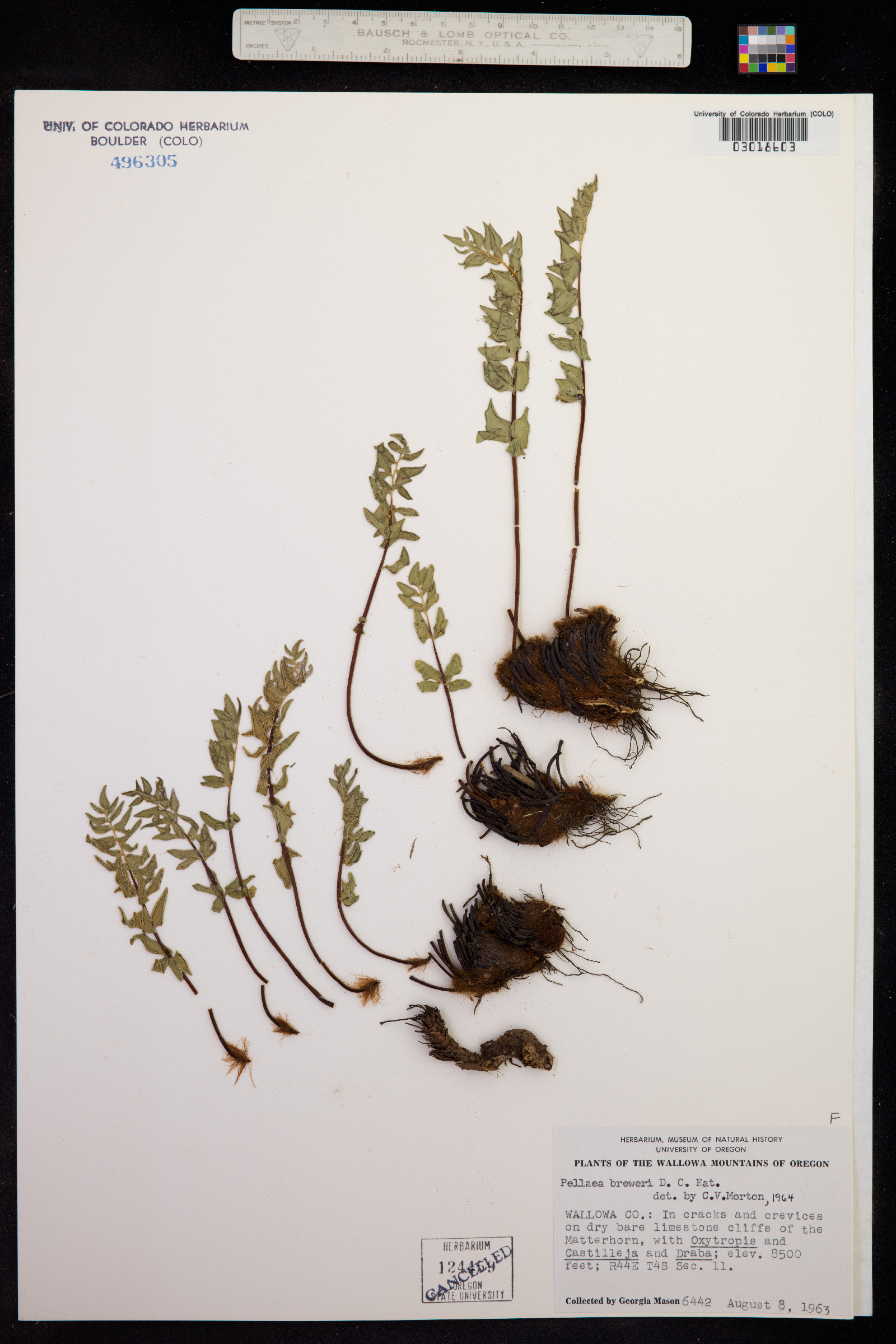 Pellaea breweri image