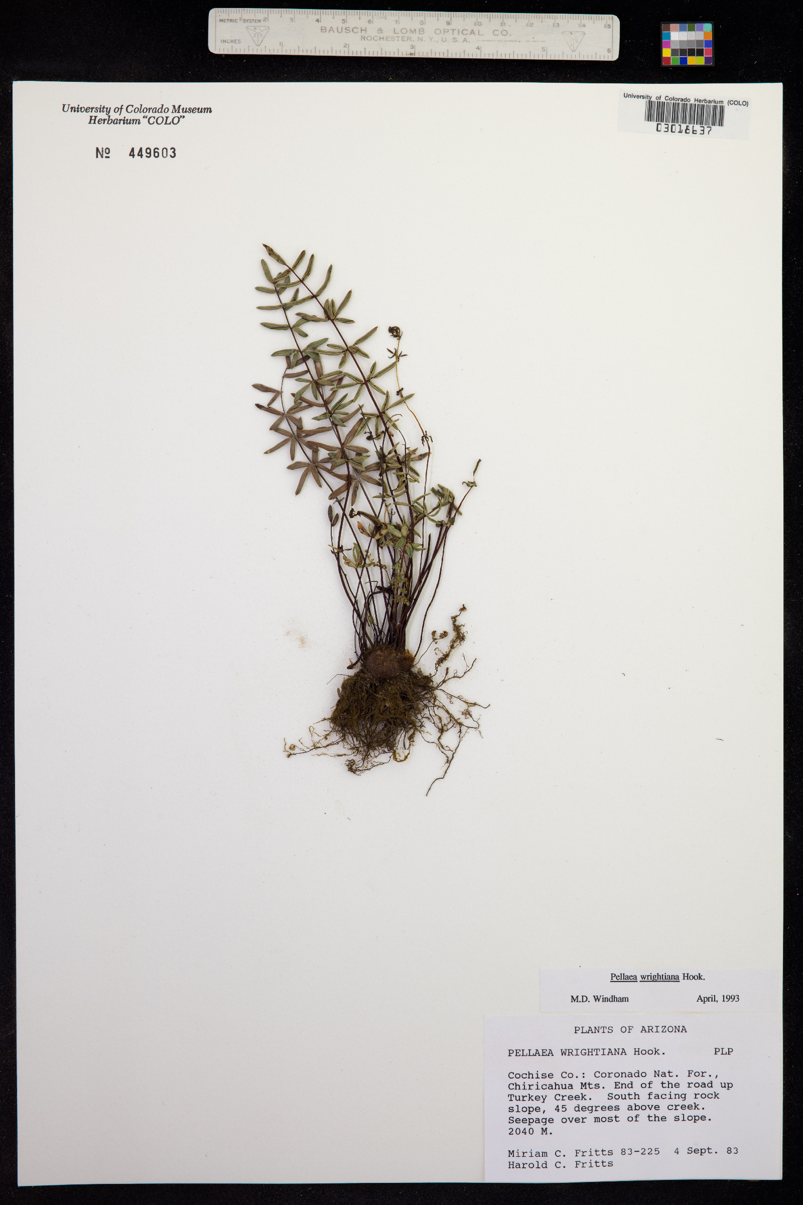 Pellaea wrightiana image