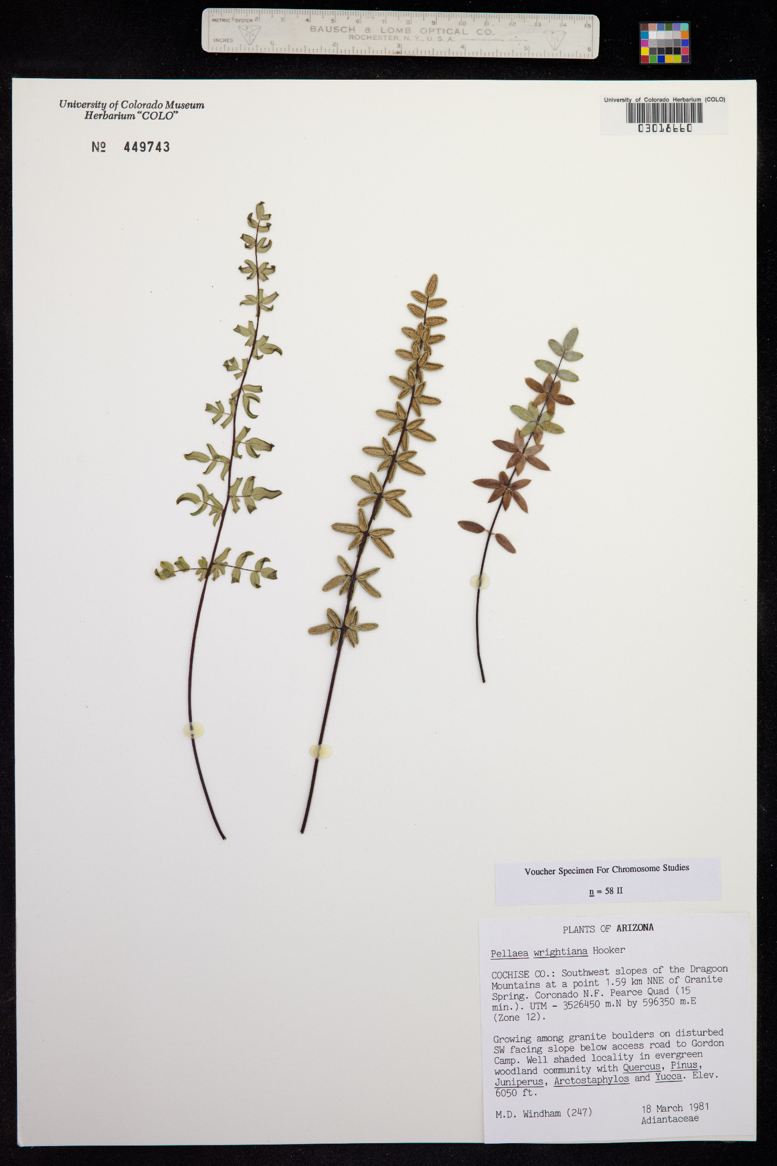 Pellaea wrightiana image