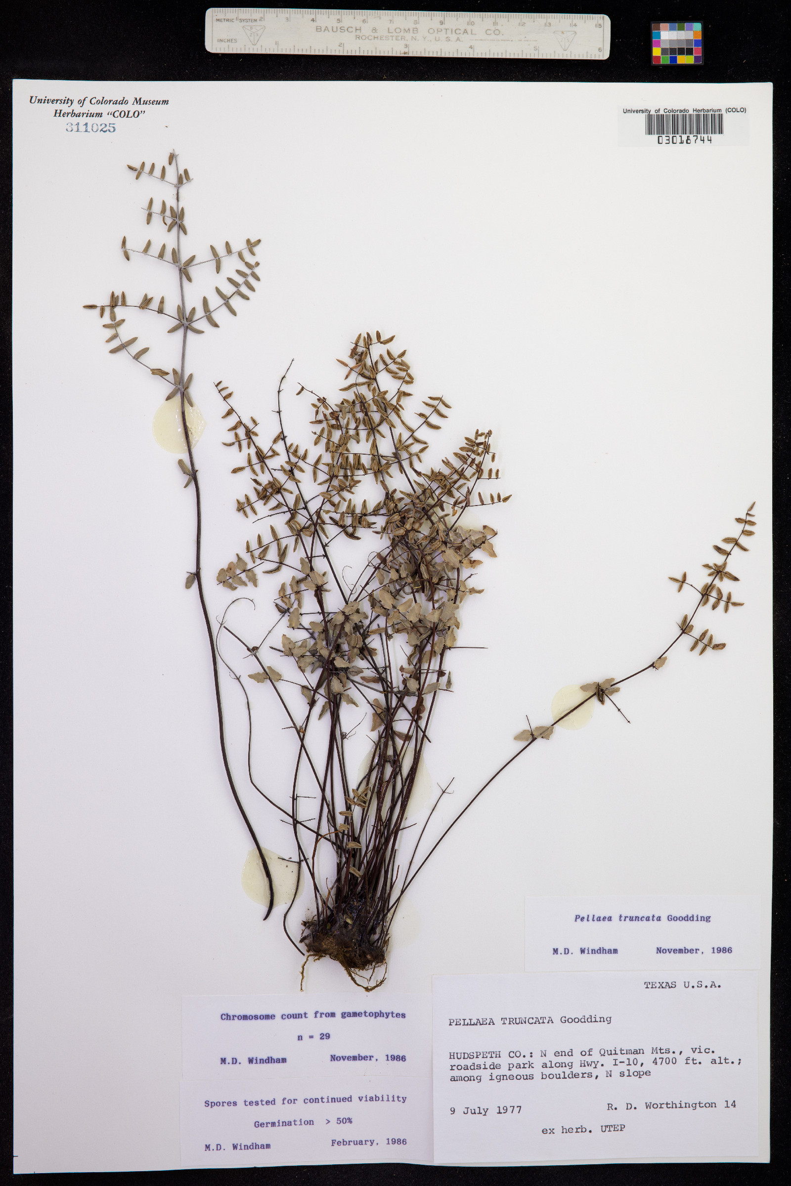 Pellaea truncata image