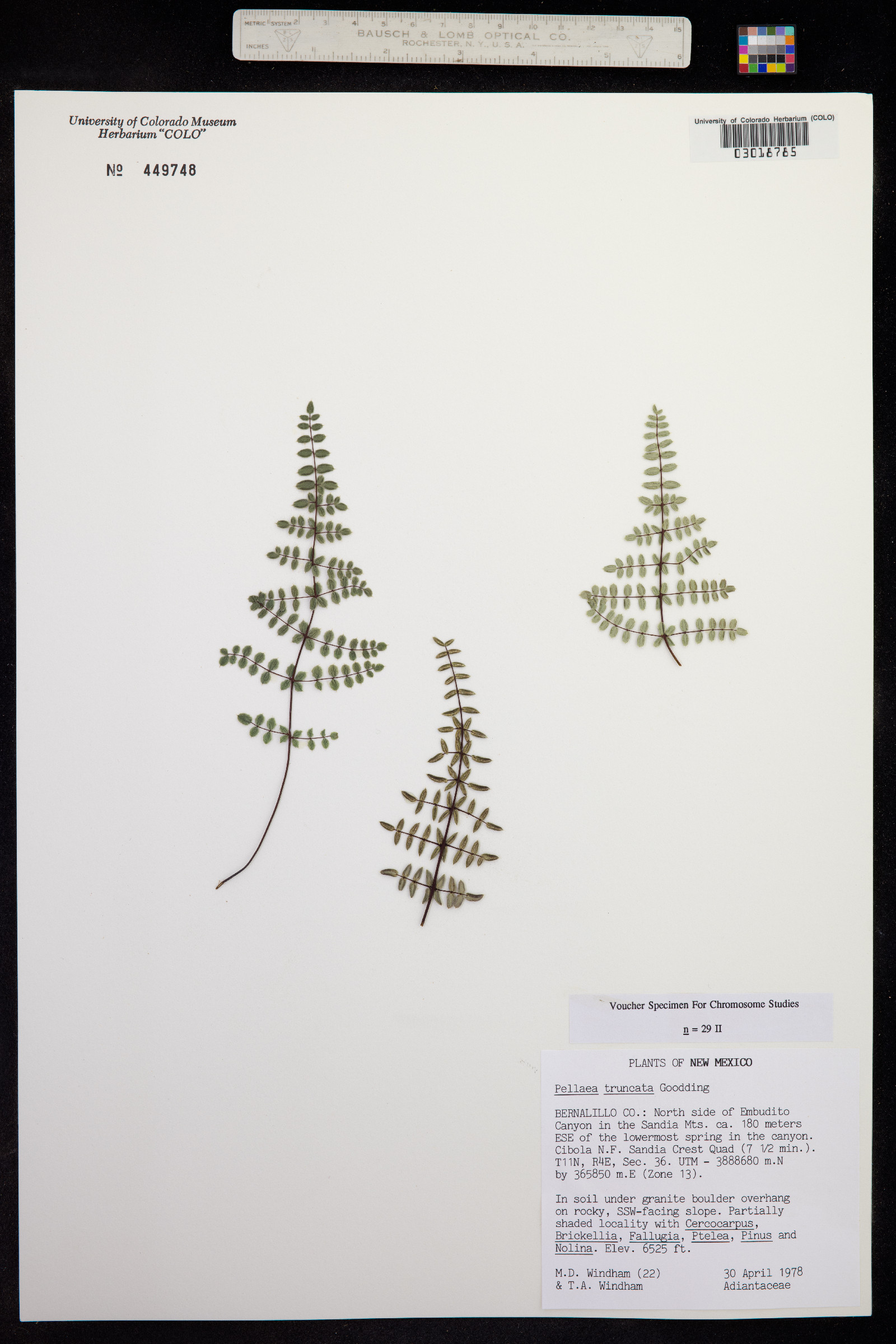 Pellaea truncata image