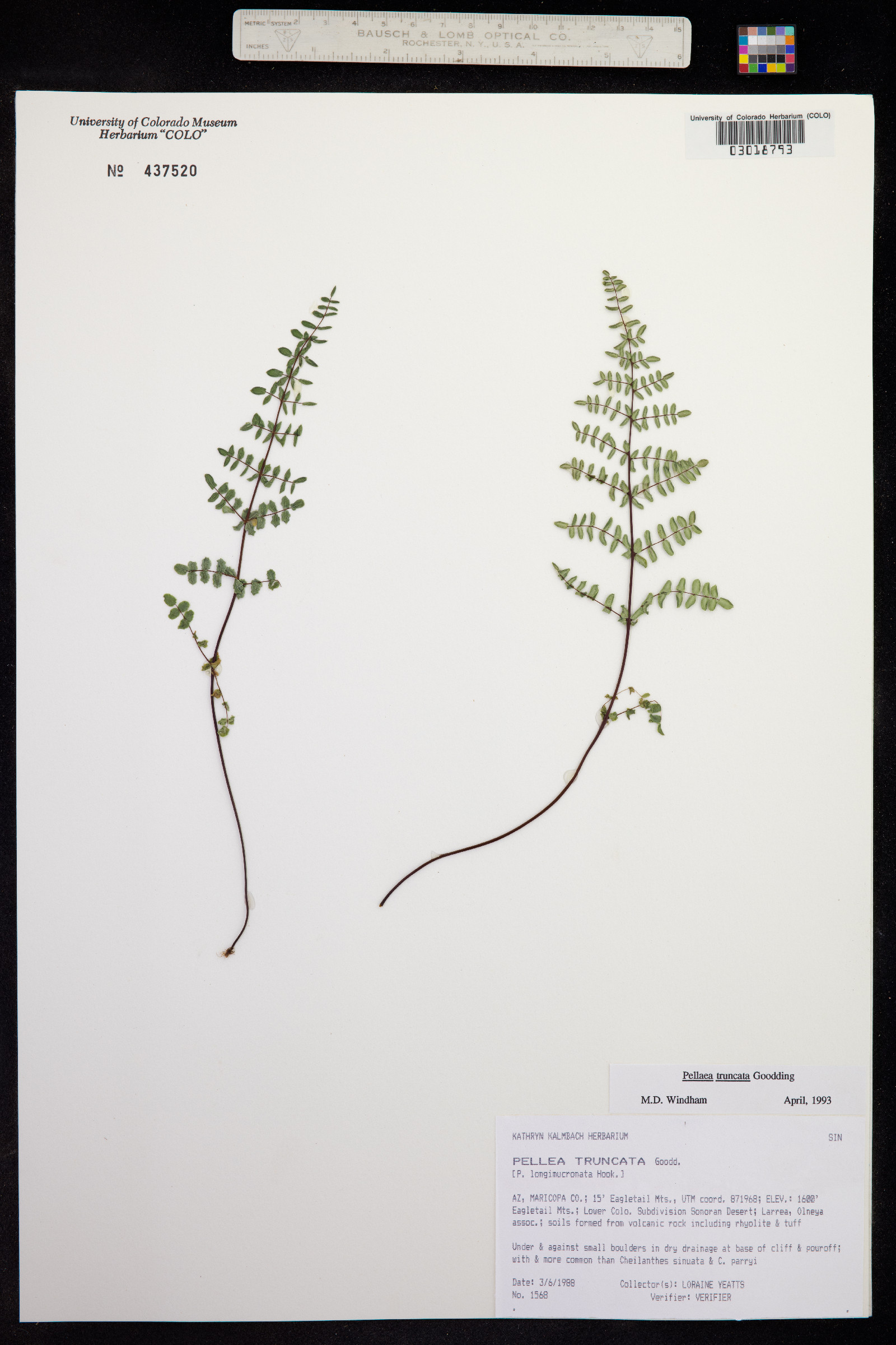 Pellaea truncata image