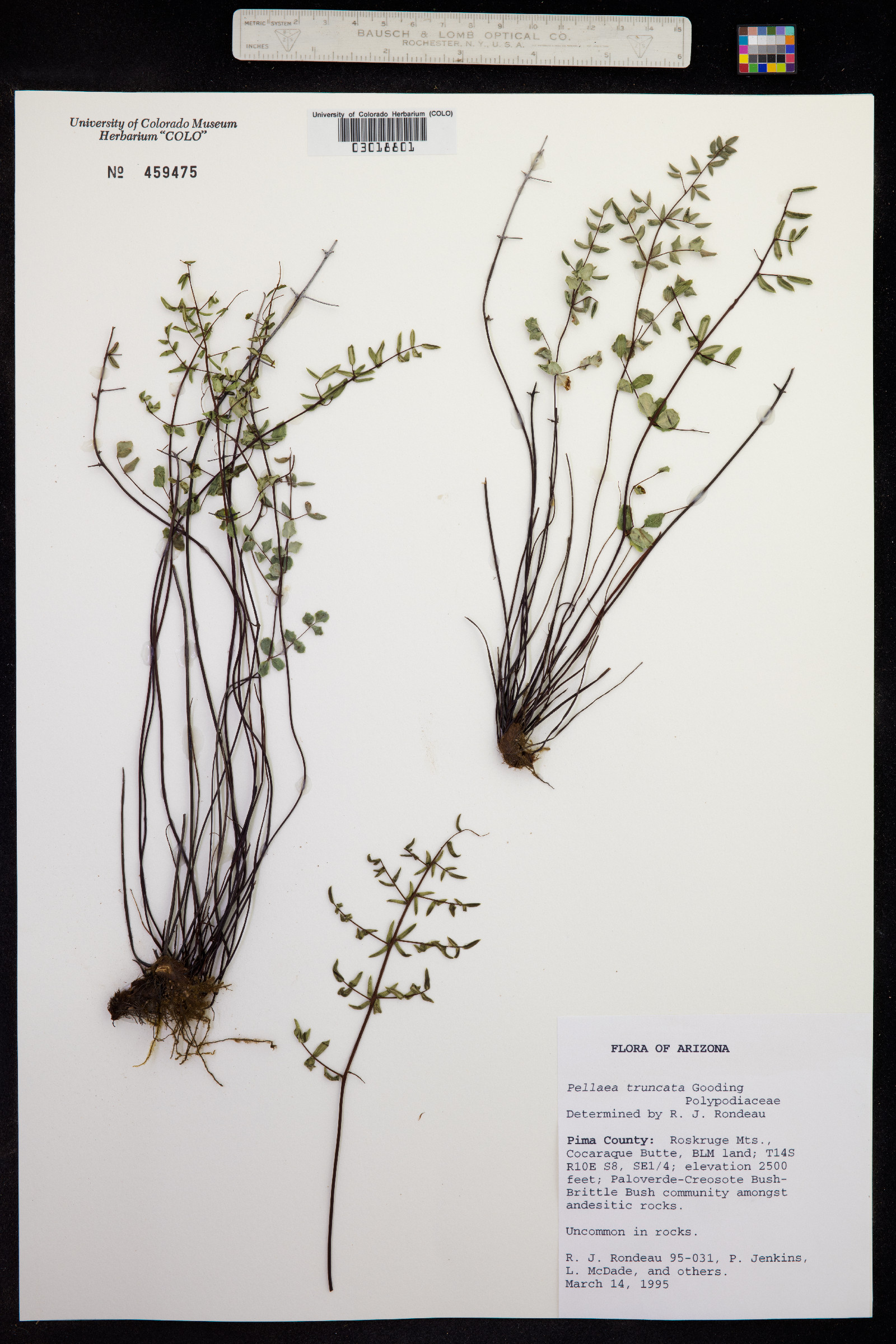 Pellaea truncata image