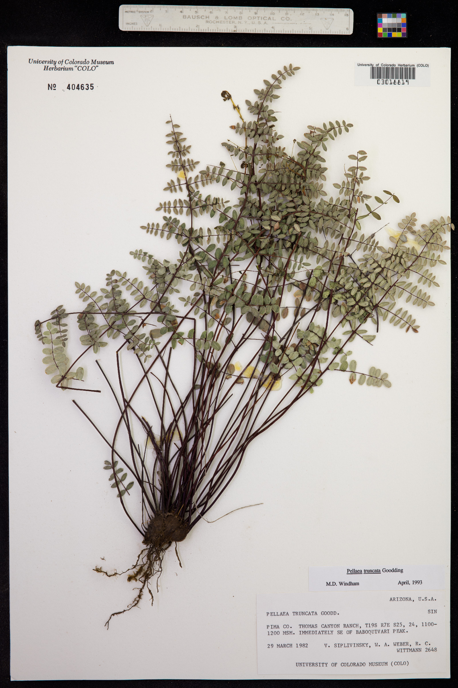 Pellaea truncata image