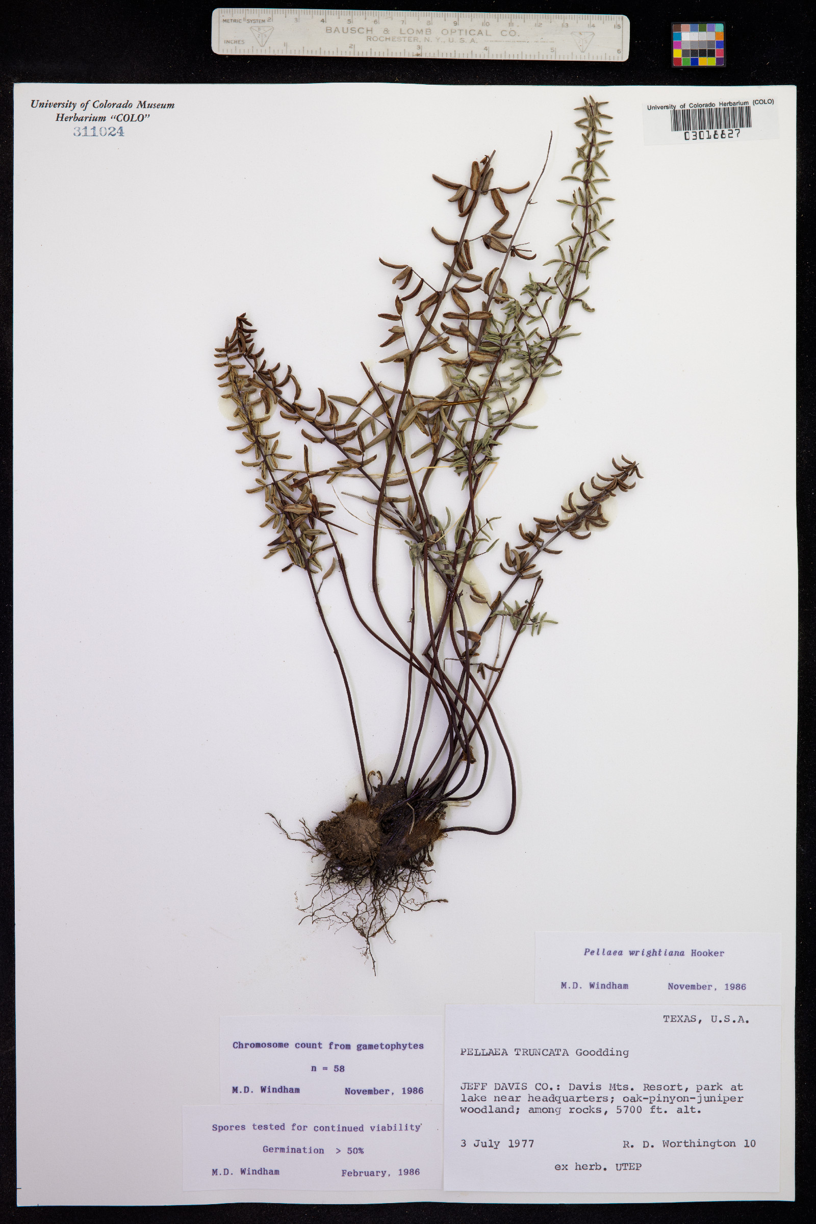 Pellaea wrightiana image