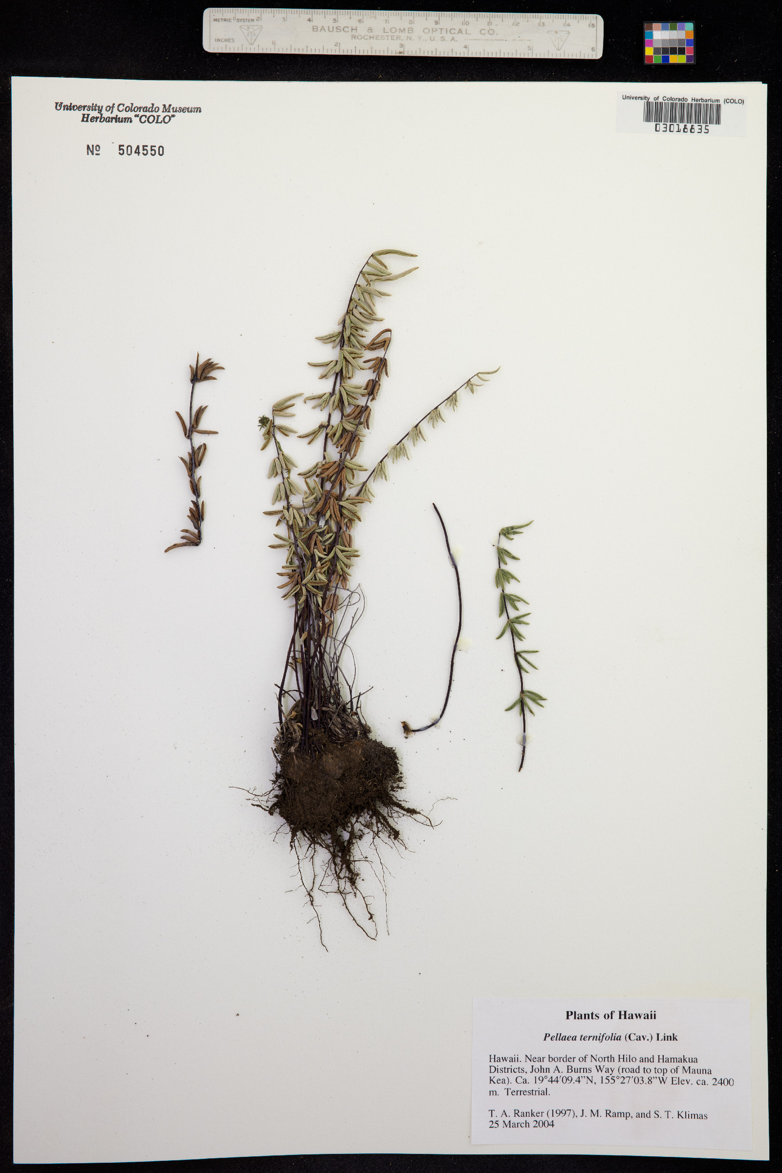 Pellaea ternifolia image