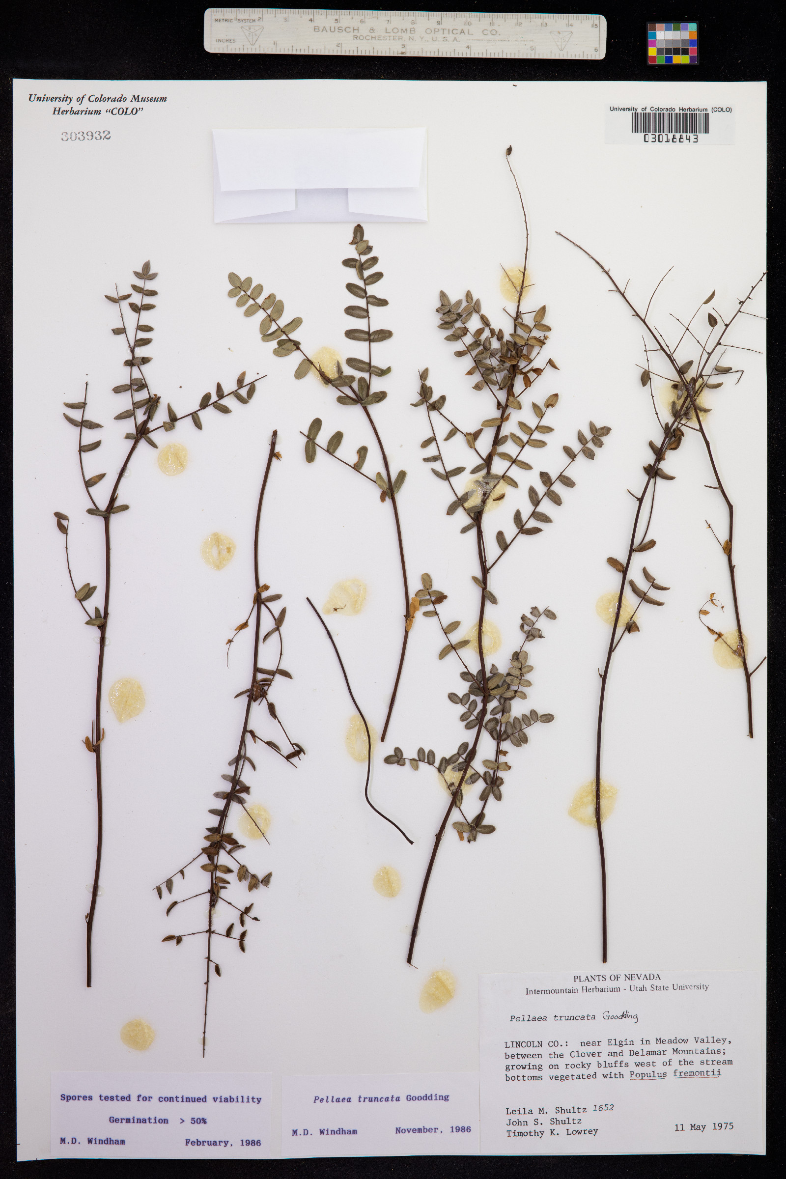 Pellaea truncata image