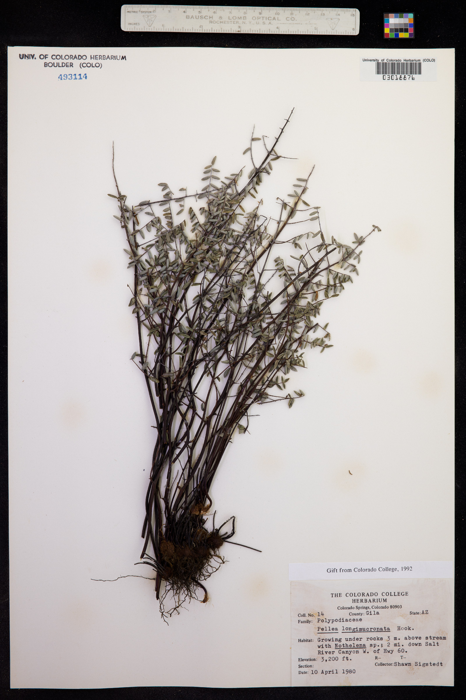 Pellaea truncata image