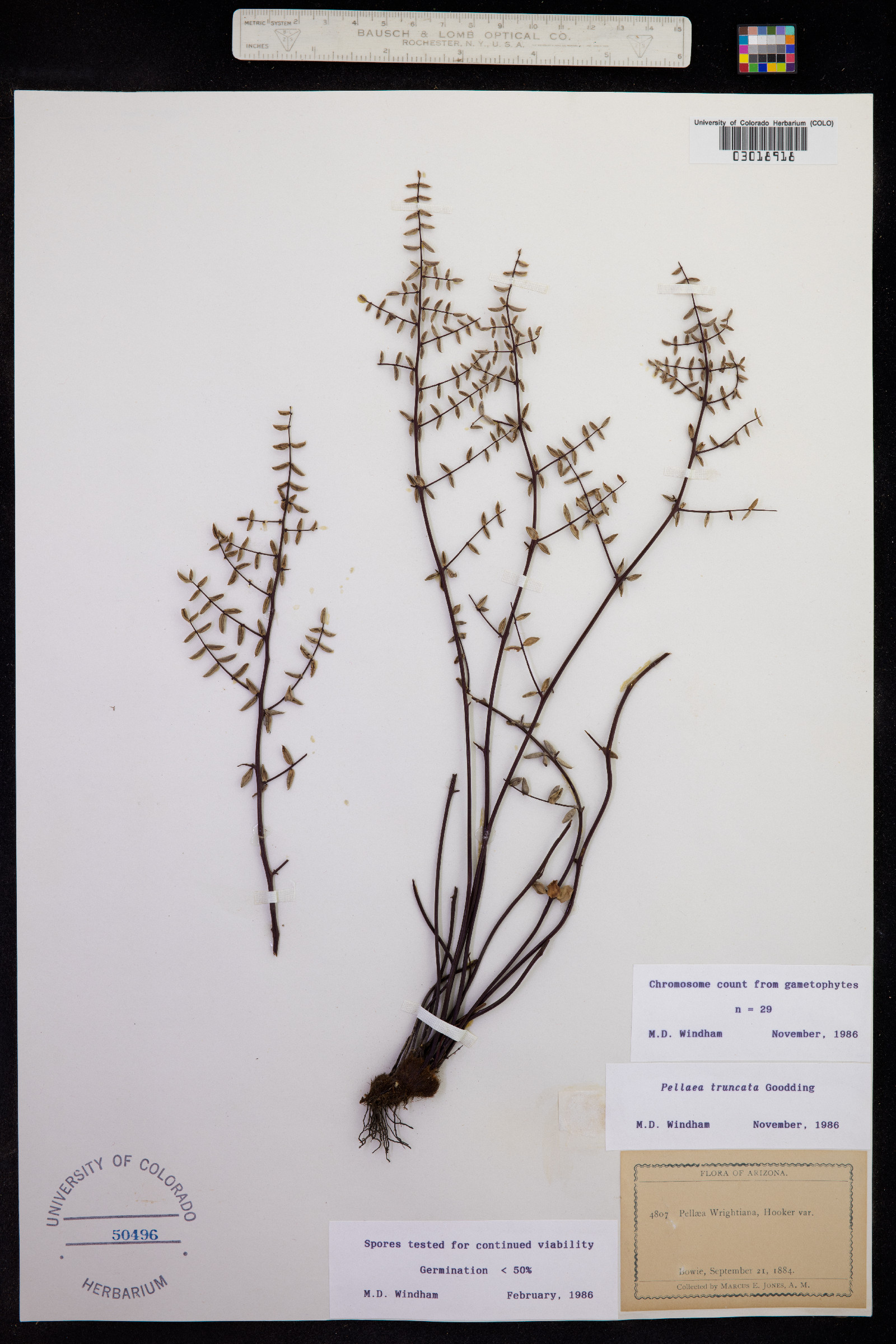 Pellaea truncata image