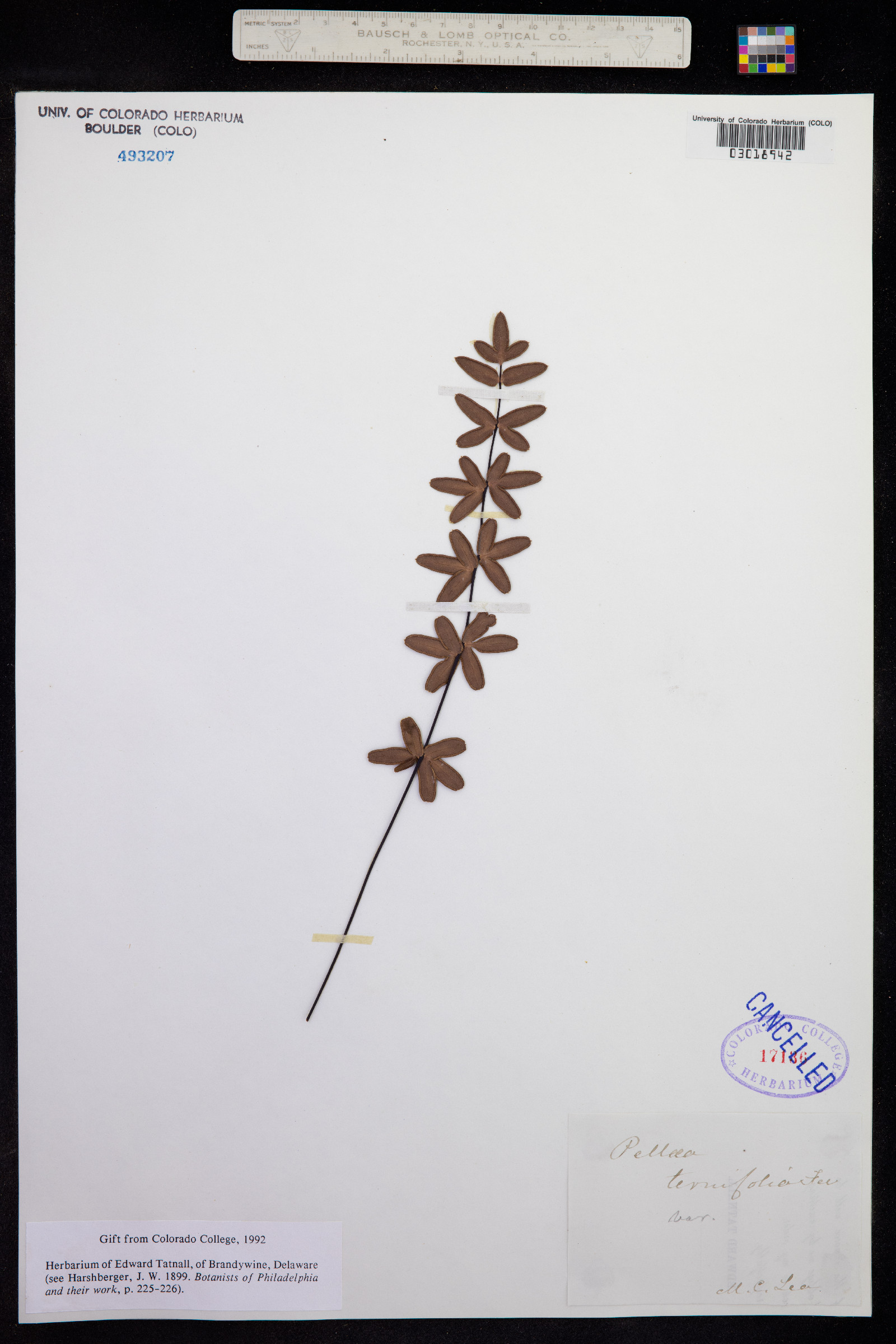 Pellaea ternifolia image