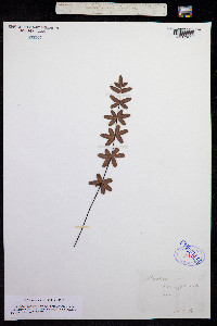 Image of Pellaea ternifolia