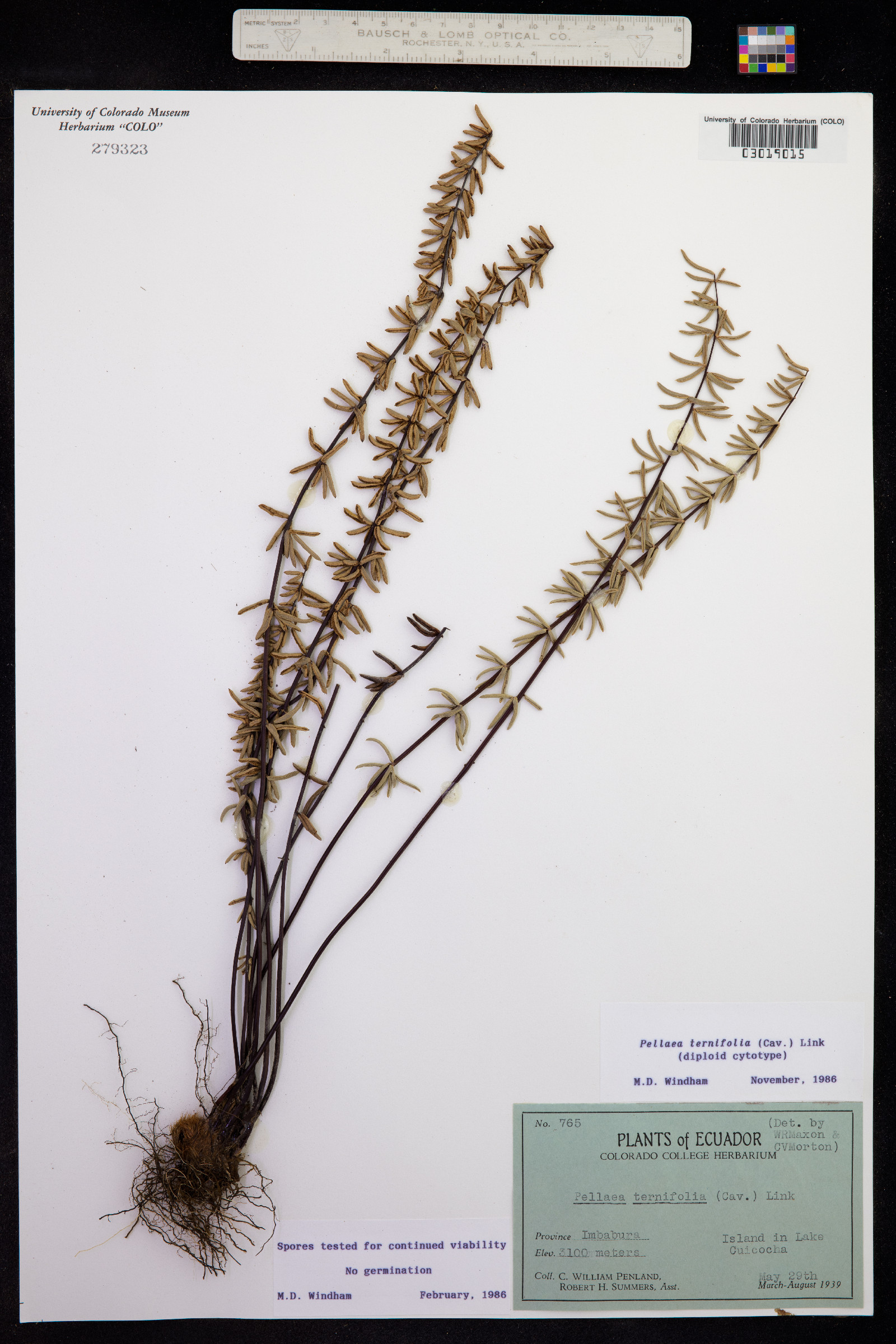 Pellaea ternifolia image