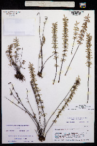 Pellaea ternifolia image