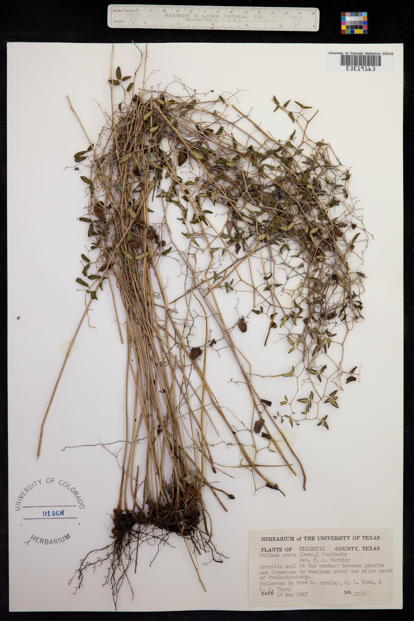 Pellaea ovata image