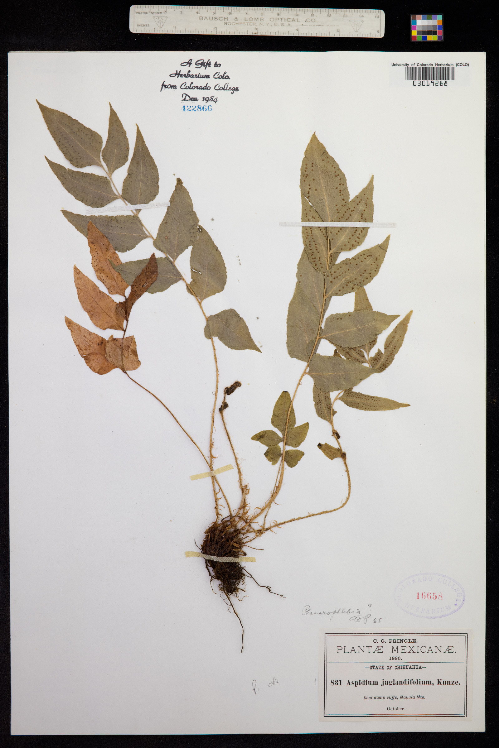Phanerophlebia image